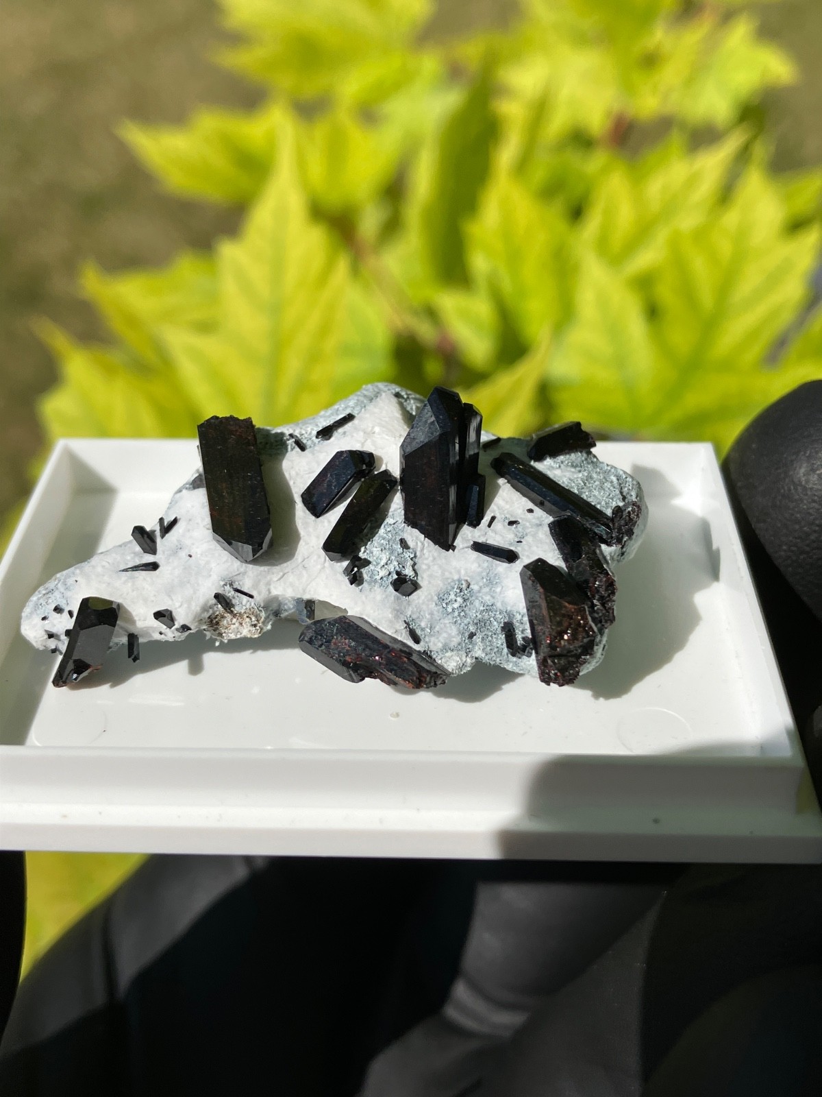Neptunite Benitoite Mine, New Idria District, San Benito County, California, USA