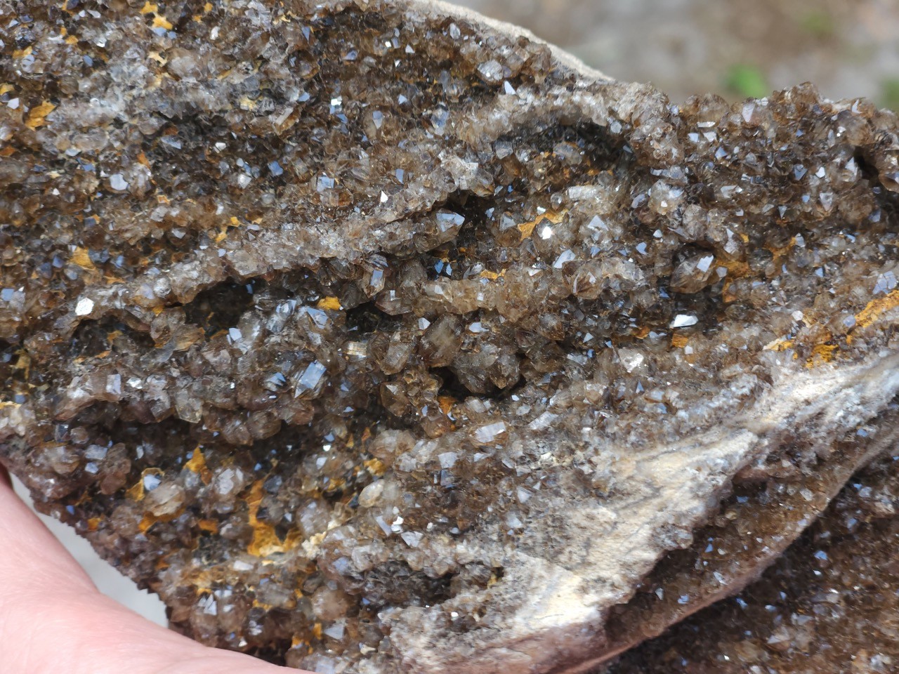 Brilliant Petrified Wood Smoky Crystallized Fossil Quartz Crystal Alabama NICE