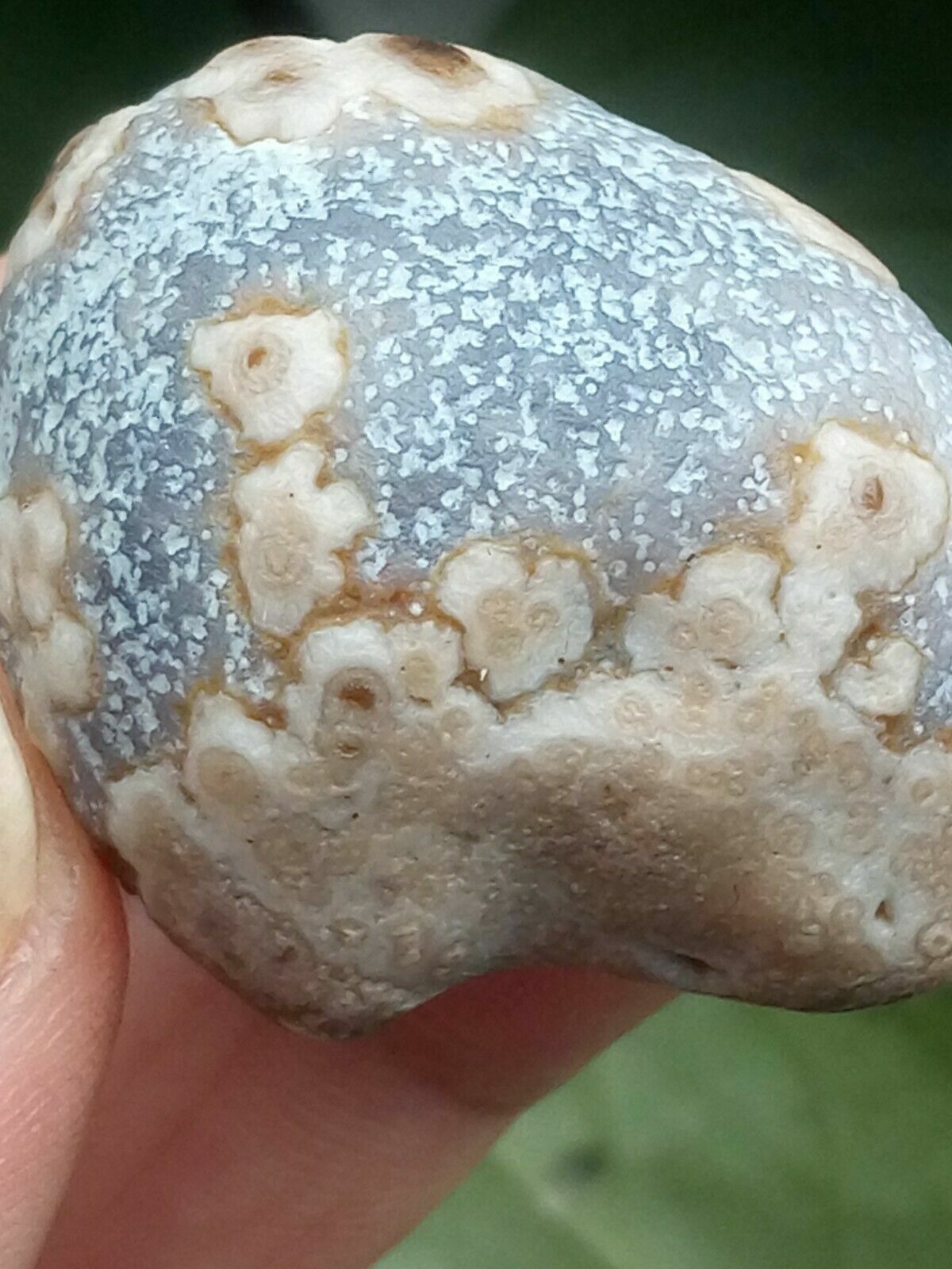 36mm Natural Gobi agate eye agate/stone,Suiseki-viewing collection china