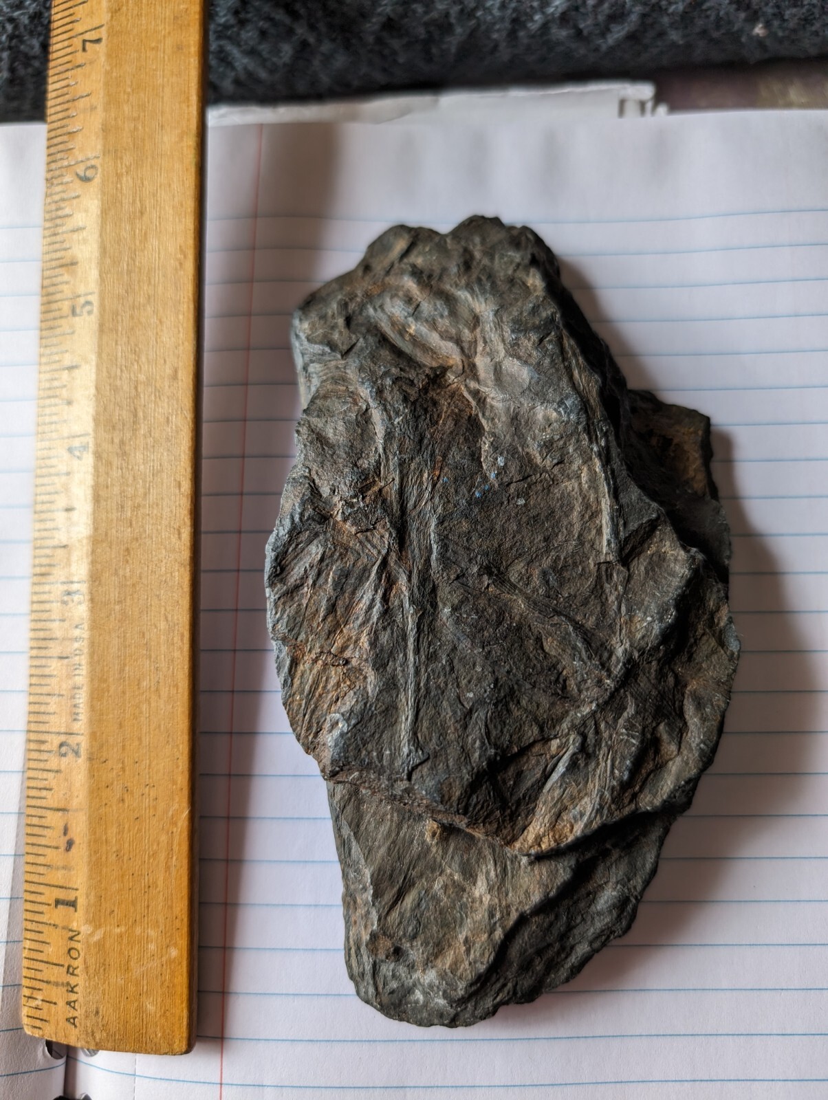 Fossil- Pecopteris Fern Fossil From Pennsylvanian Age Approx 300 Million Yrs Old