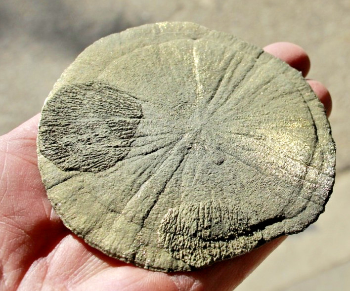Large Pyrite Sun Dollar • 3.75″ Diameter • 152 grams