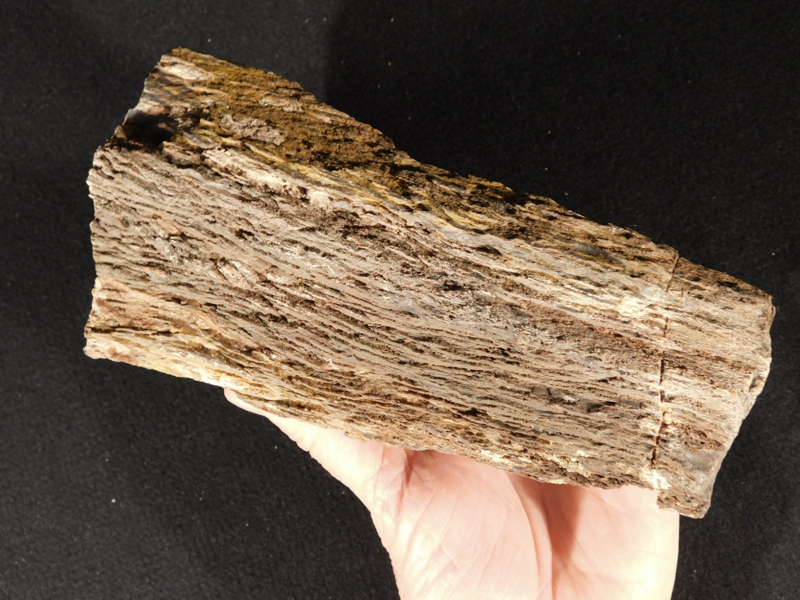 Larger! FERN PALM or CYCAD Fossil From Jurassic Utah! 100% Natural 2030gr
