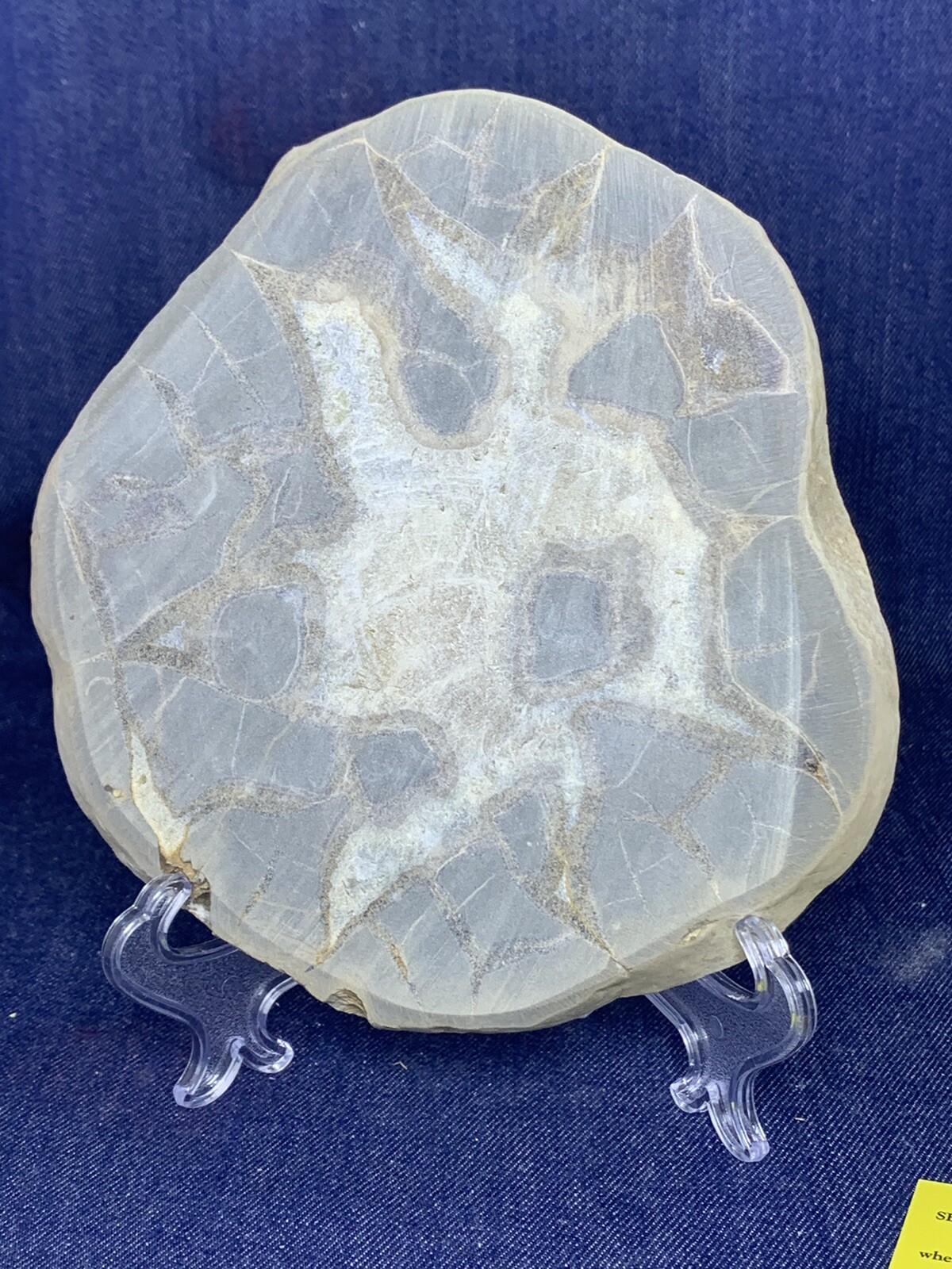 Septarian Nodule Display Slab( Utah) Stand And Description Card
