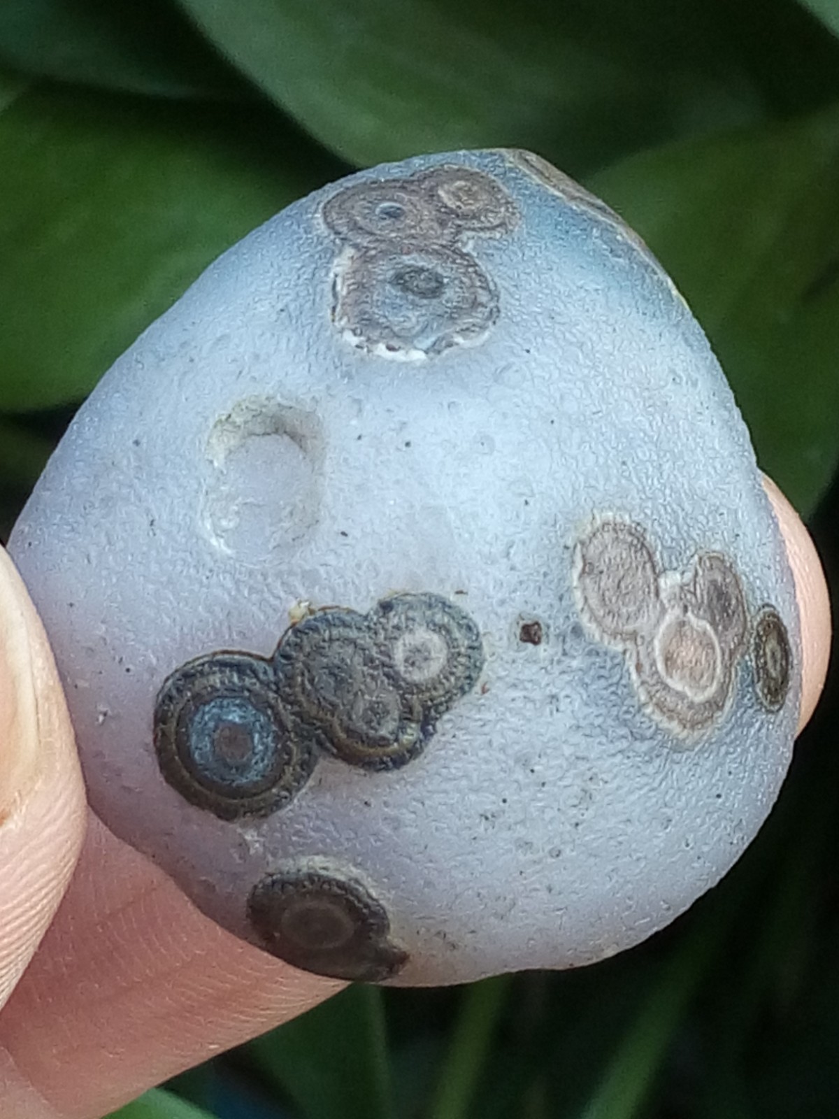 36mm Natural GoBi agate eye agate stone collection
