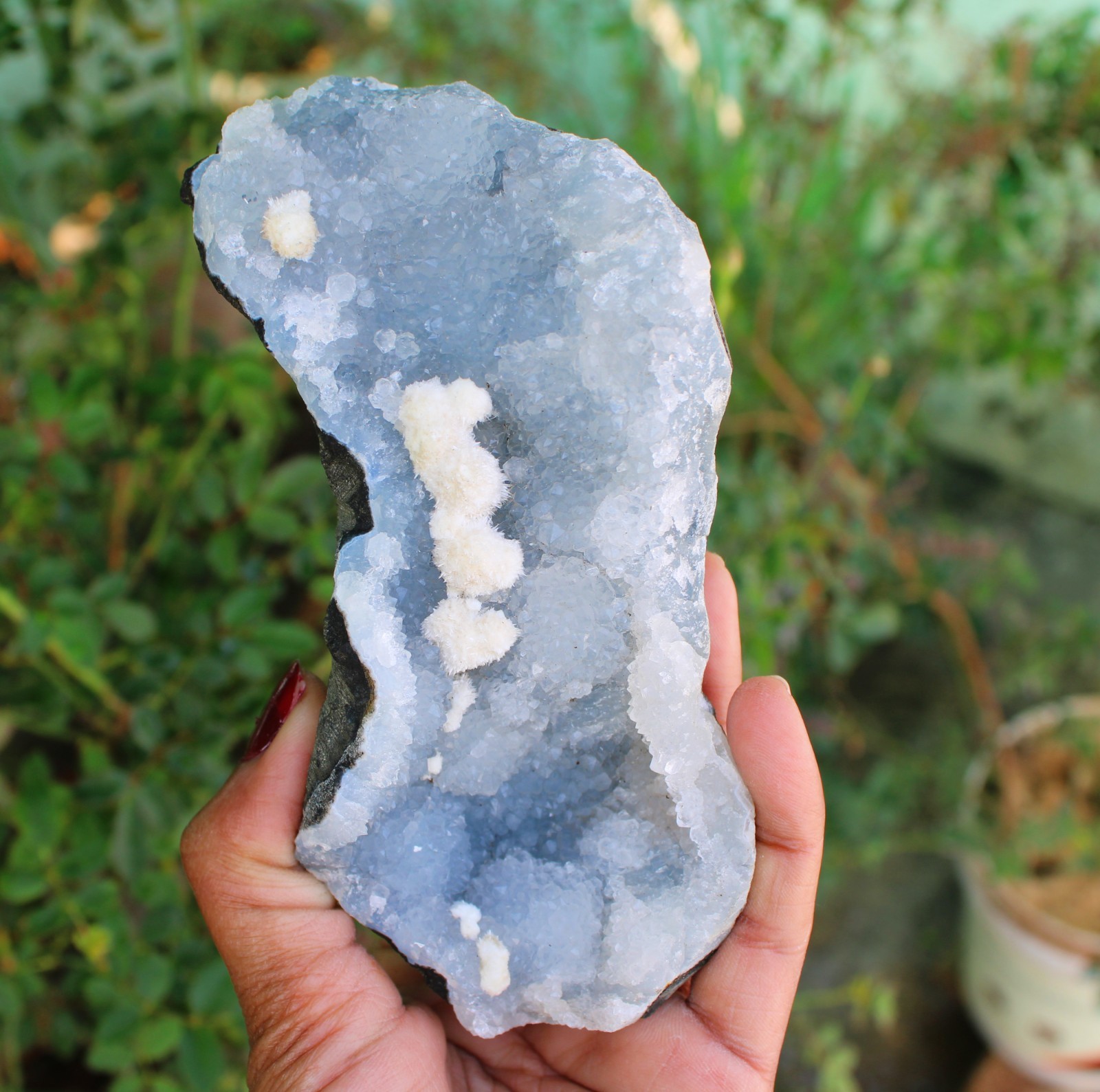 Okenite Balls On Blue Chalcedony Coral Matrix Minerals Specimen #O1
