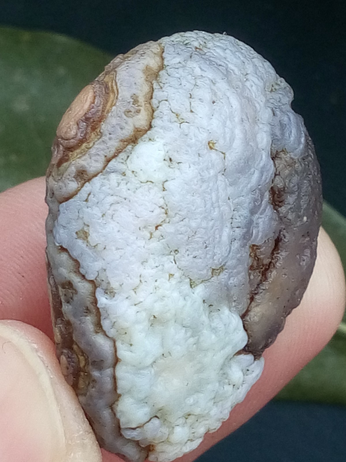 12g/36mm Natural GoBi Agate eye agate/stone cute collection
