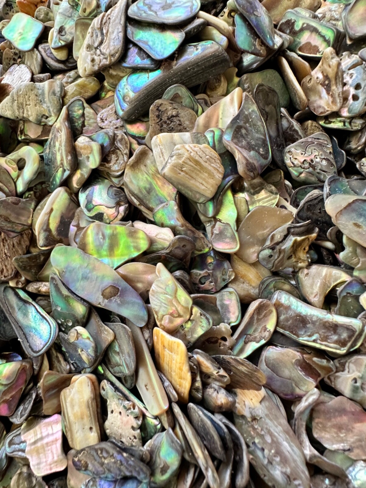 1/2LB Abalone PAUA Shells XS 1/8”-1/2” Reiki Healing Seashells Sorted