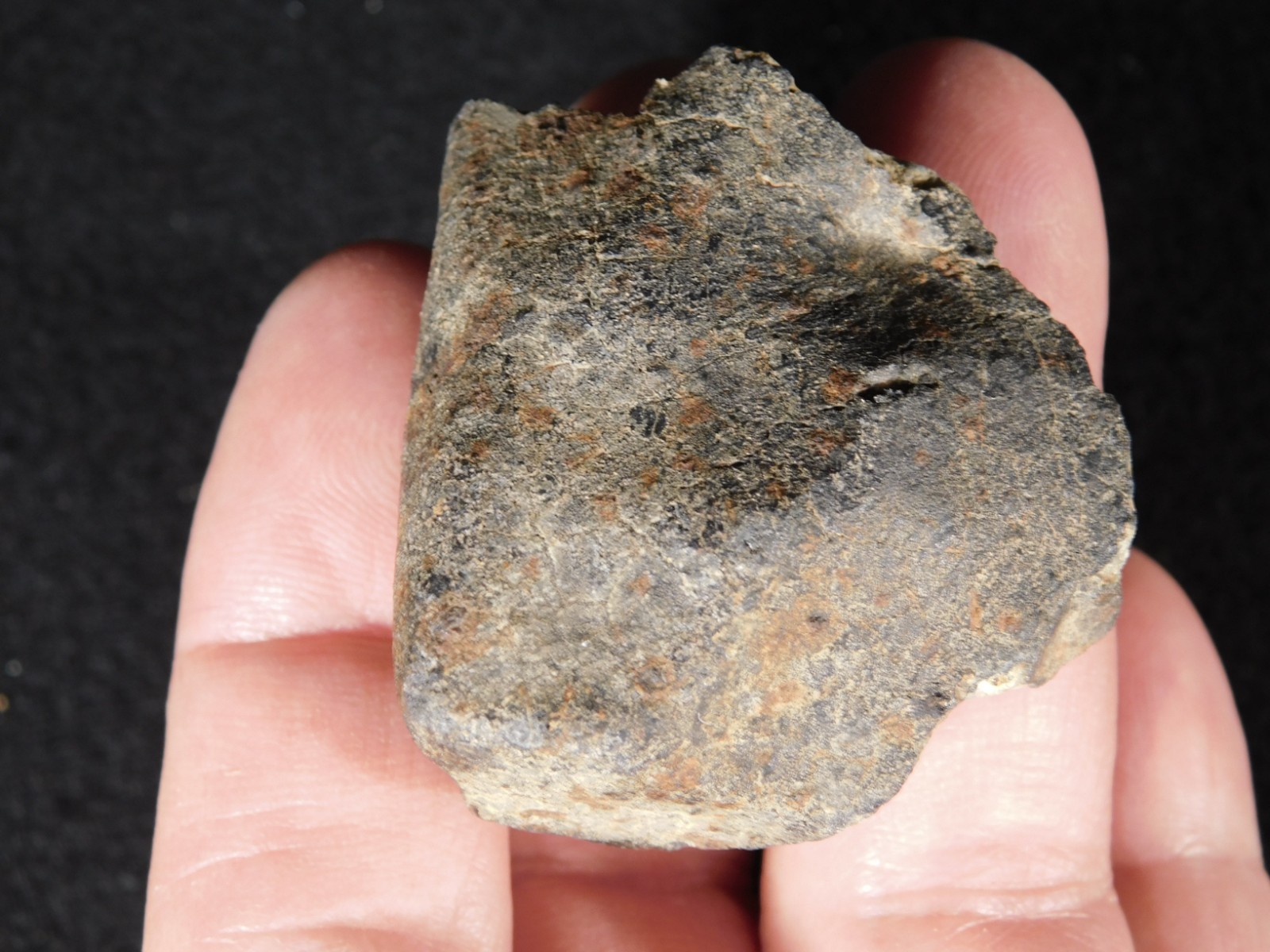 Classified NWA 8245 METEORITE 100% Natural FELL in Erfoud, Morocco 63.2gr