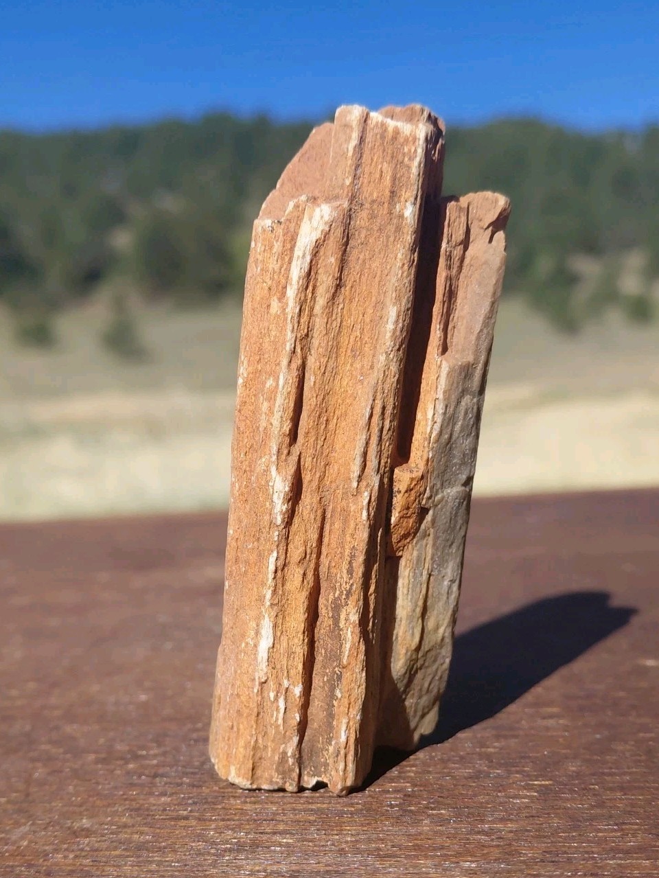 Petrified Wood Fossilized Branch W Bark Druzy Quartz-Hurricane Utah 3 1/4″×1 1/4