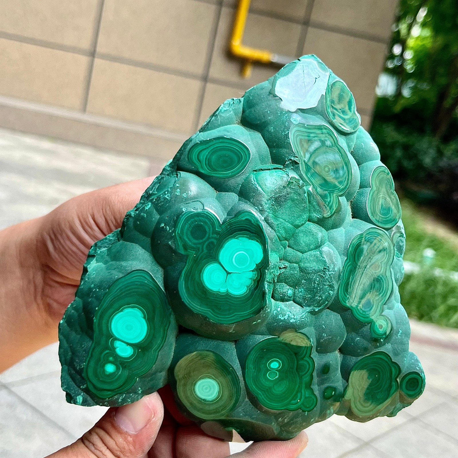 2.2 lb Eye Pattern Malachite Partially Polished Freeform Raw Back Specimen