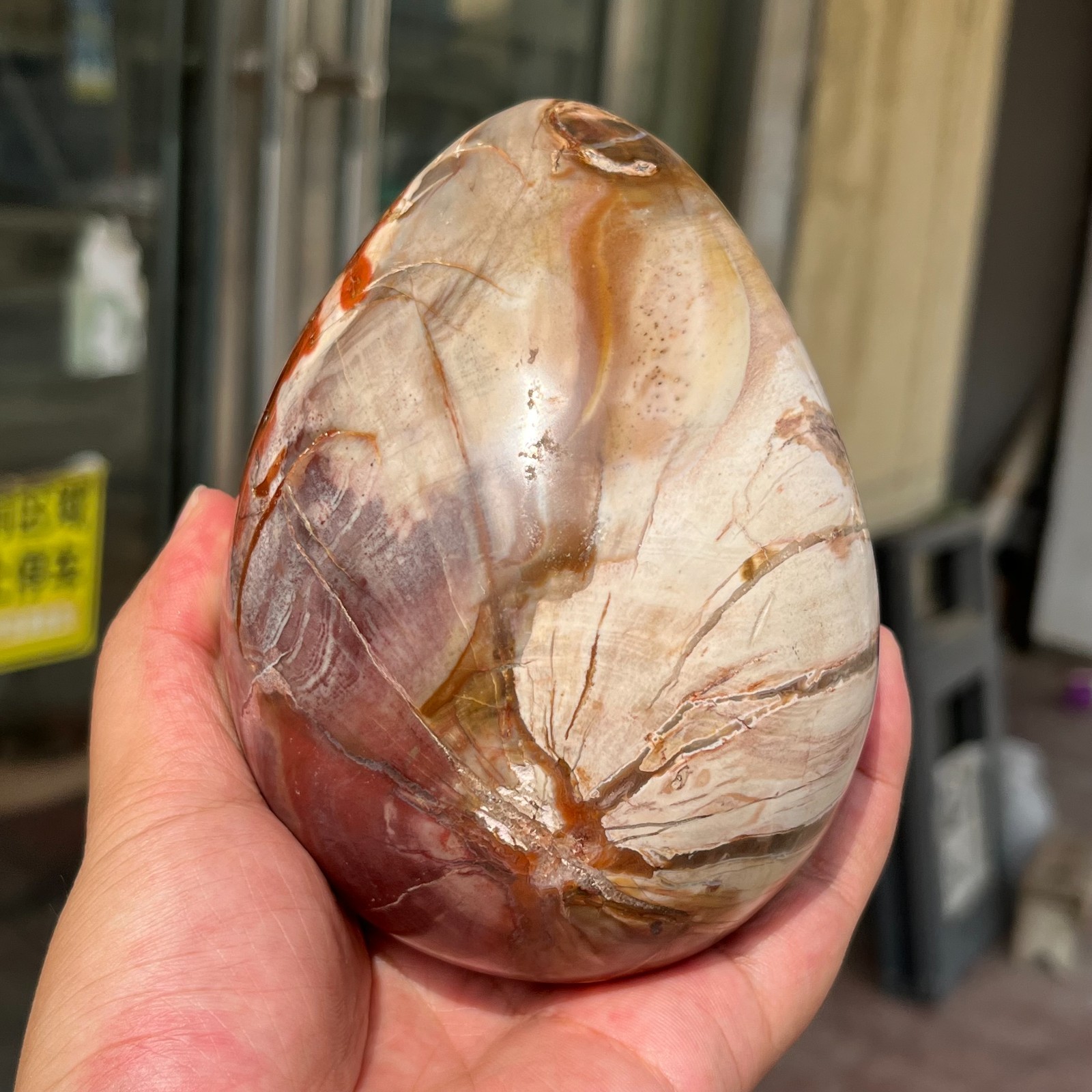 3.28LB Large Amazing Natural Petrified Wood Fossil Stone Egg Crystal Healing