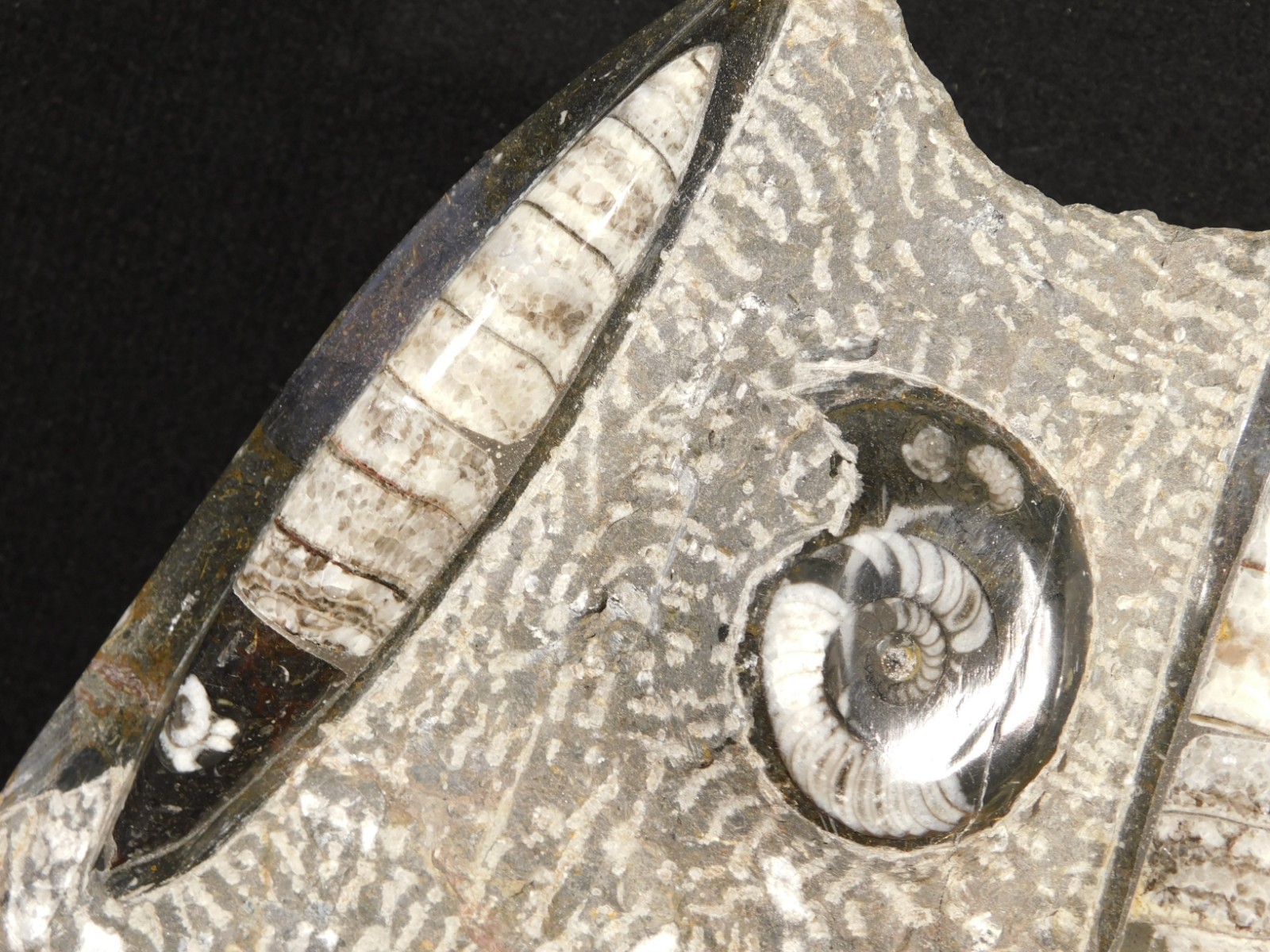 Polished Goniatite and Orthoceras Fossils in Big FREE Standing Matrix! 1686gr