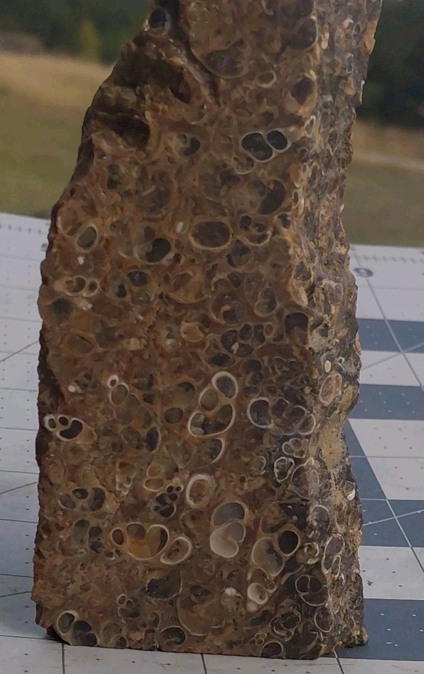 1 lb Turritella Agate Cross Section Snail Fossils Slabbed 4 Sides 5 3/4″ Wyoming