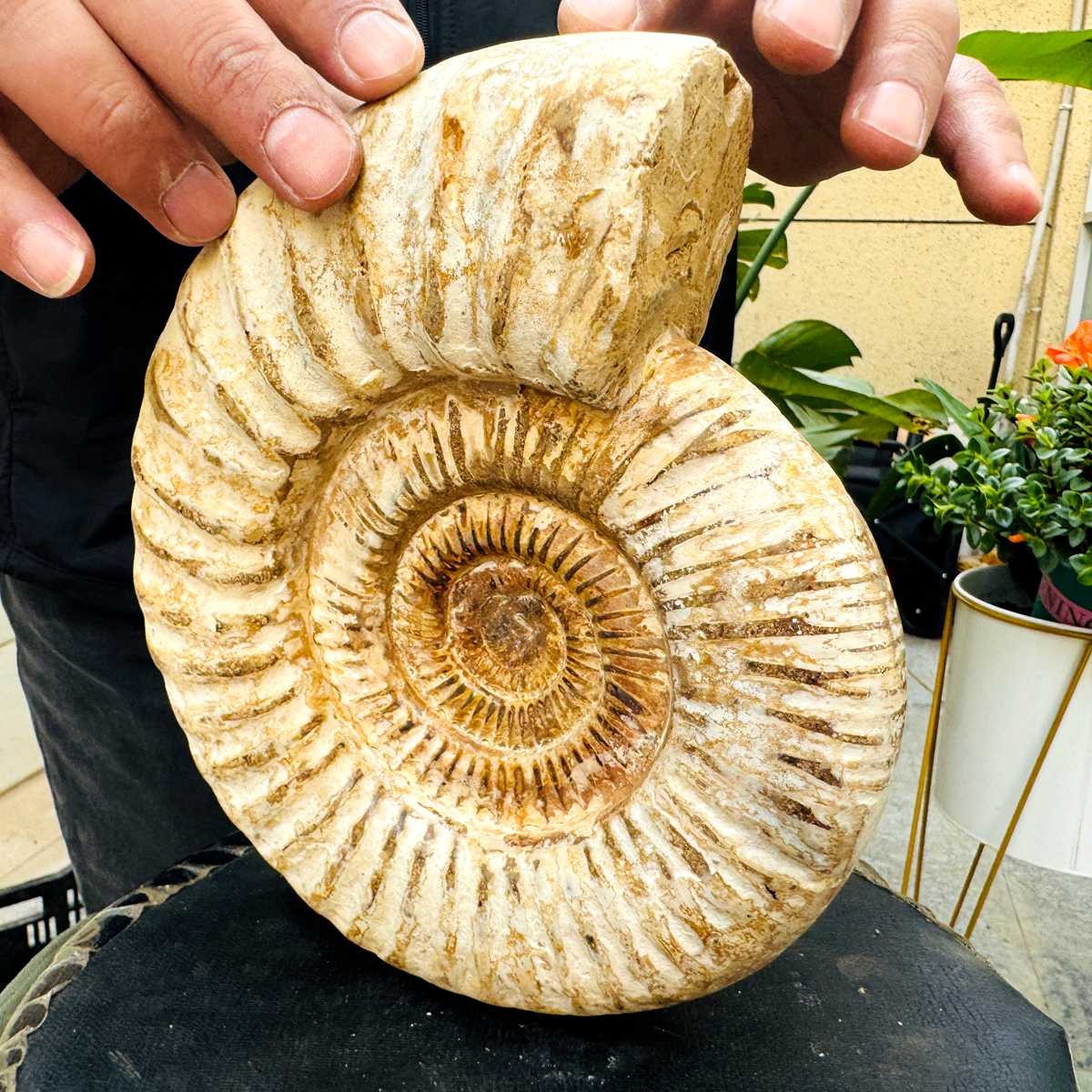 5.25LB Rare Large Natural Polished Natural Conch Fossil Specimens of Madagascar