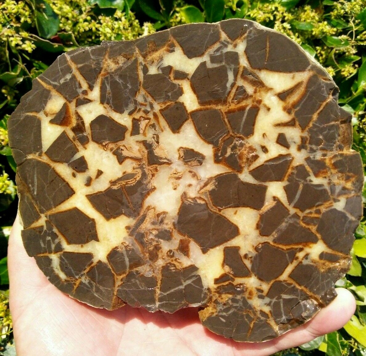 FACE CUT SEPTARIAN NODULE YELLOW CALCITE BRECCIA WHITE CRYSTAL UTAH 3LBS 9.1OZ!