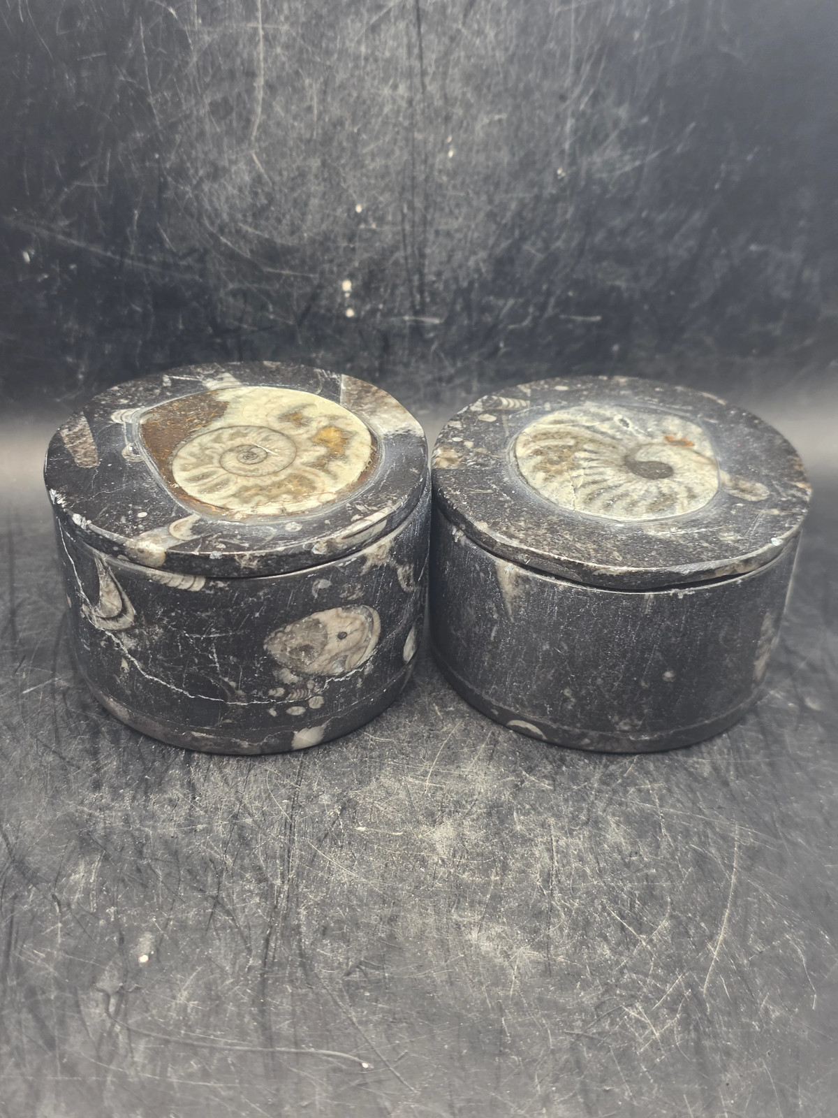 Medium round fossil box! 2.5 inches, 8.3 ounces!