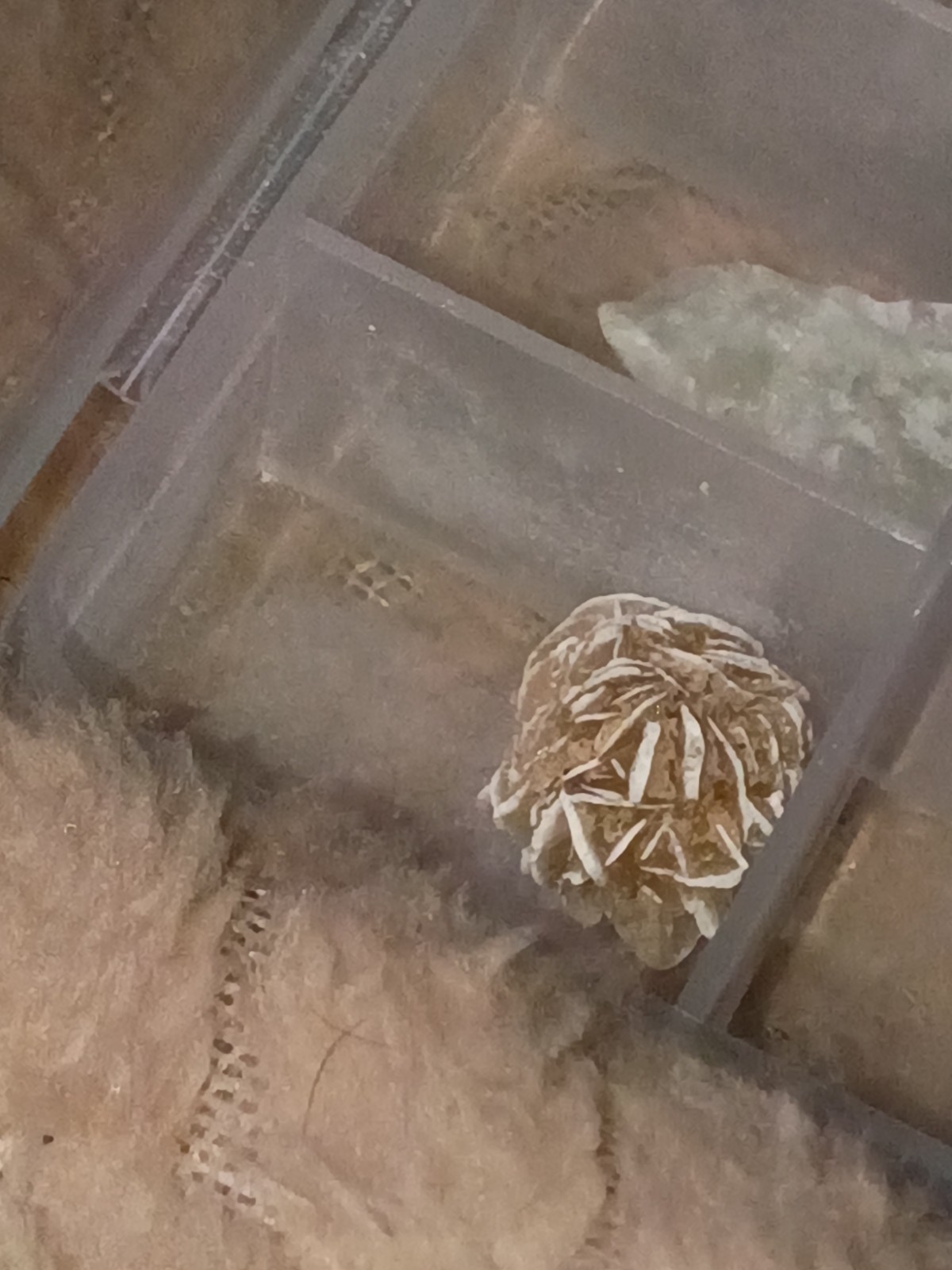 Desert Rose Selenite Gypsum Crystal Cluster Specimen, Rosette-Shaped