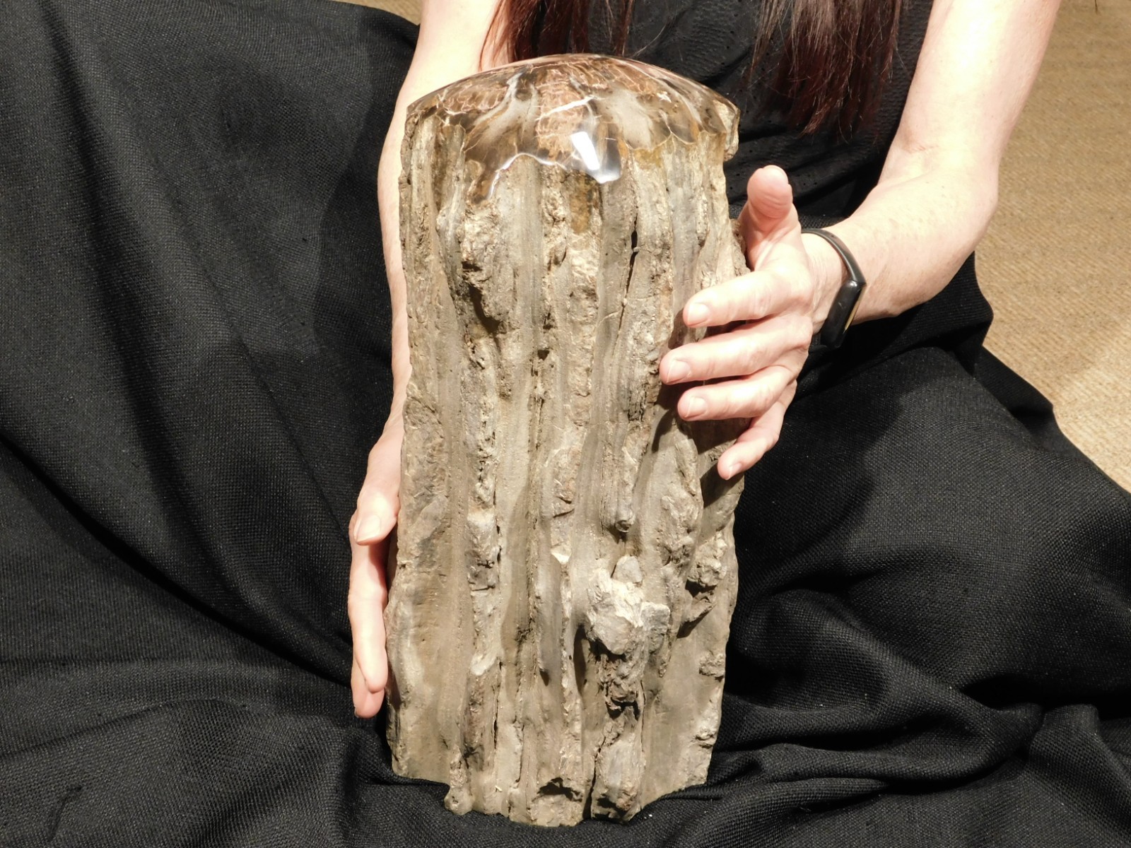 wOw! HUGE Dome Polished Petrified WOOD ROLLER Fossil Free Standing Arizona