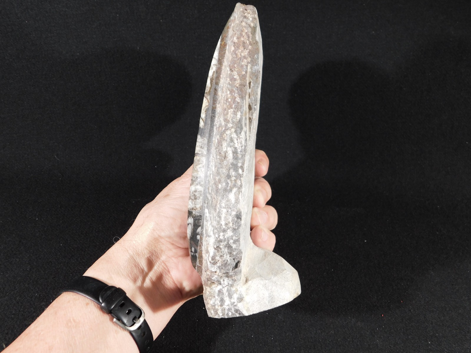 TWO! FREE Standing Polished Goniatite Fossils and an Orthoceras Morocco 1838gr