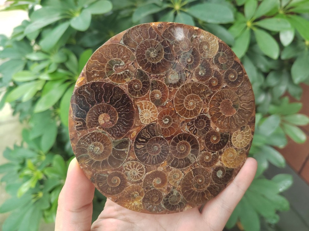Natural Ammonite Disc Fossil Conch Specimen Healing +Stand 1PC