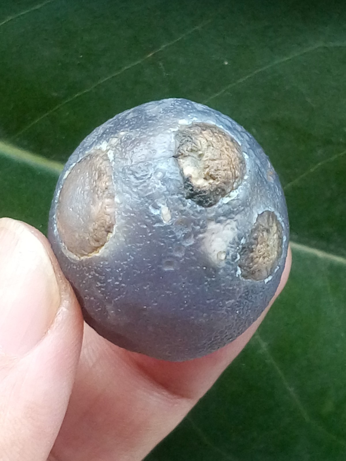 36mm Beautiful Natural Gobi agate eye agate collection