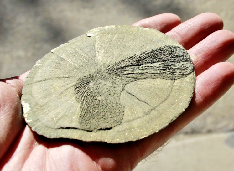 Large Pyrite Sun Dollar • 3.75″ Diameter • 152 grams