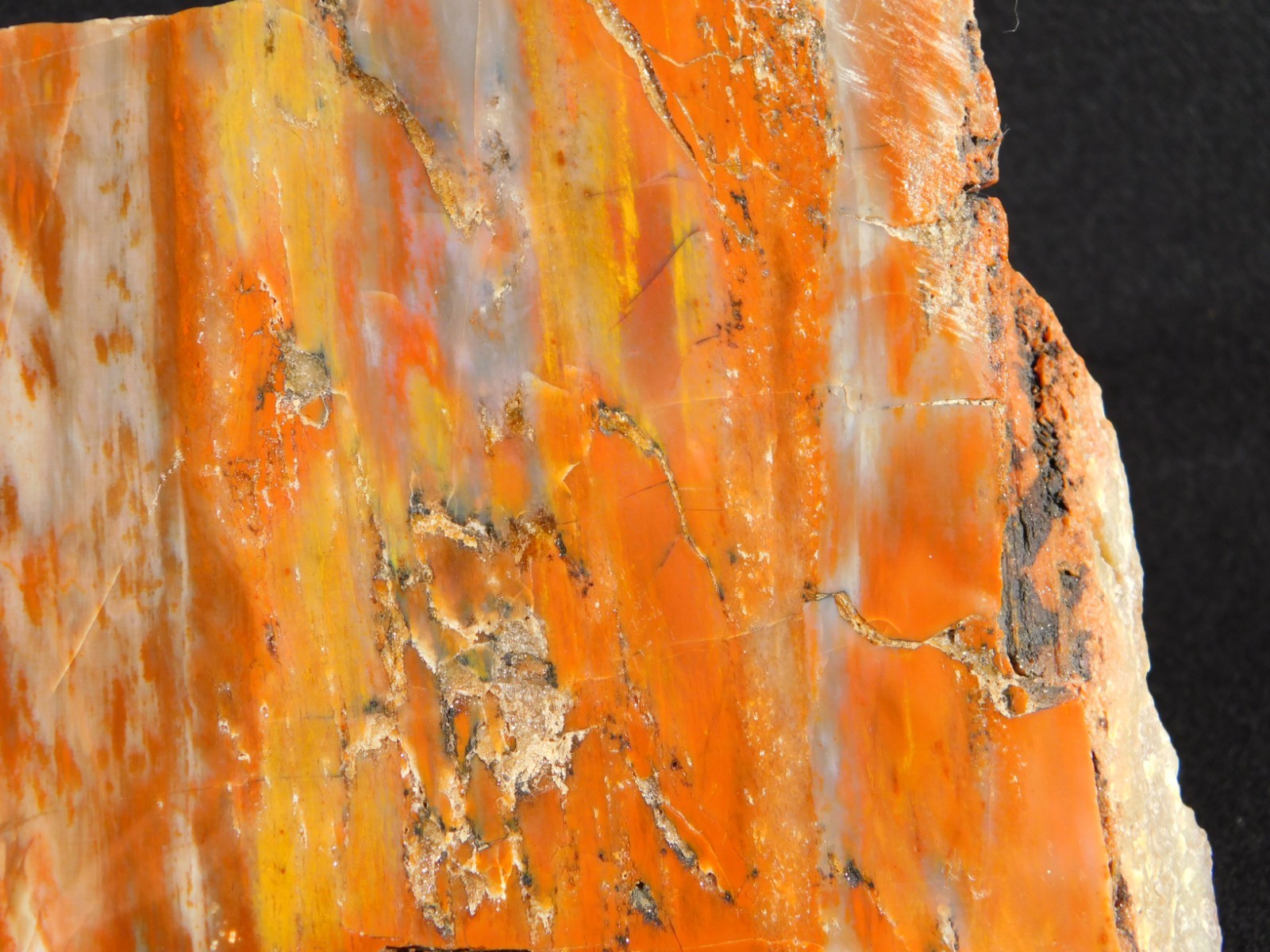 Colorful Polished Petrified WOOD RAINBOW Fossil Slab Arizona 752gr