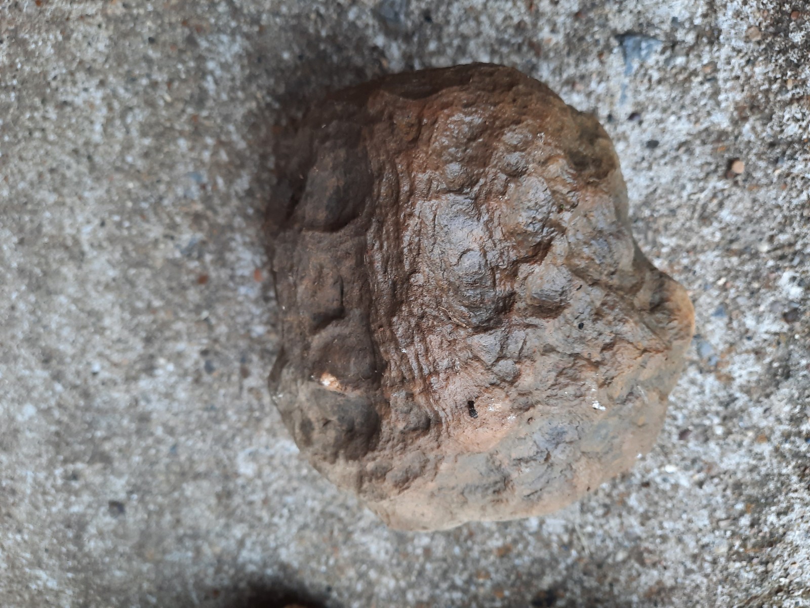4.75″ Unopened Calcite Rattler Geode from Southern Kentucky. 2 Pounds