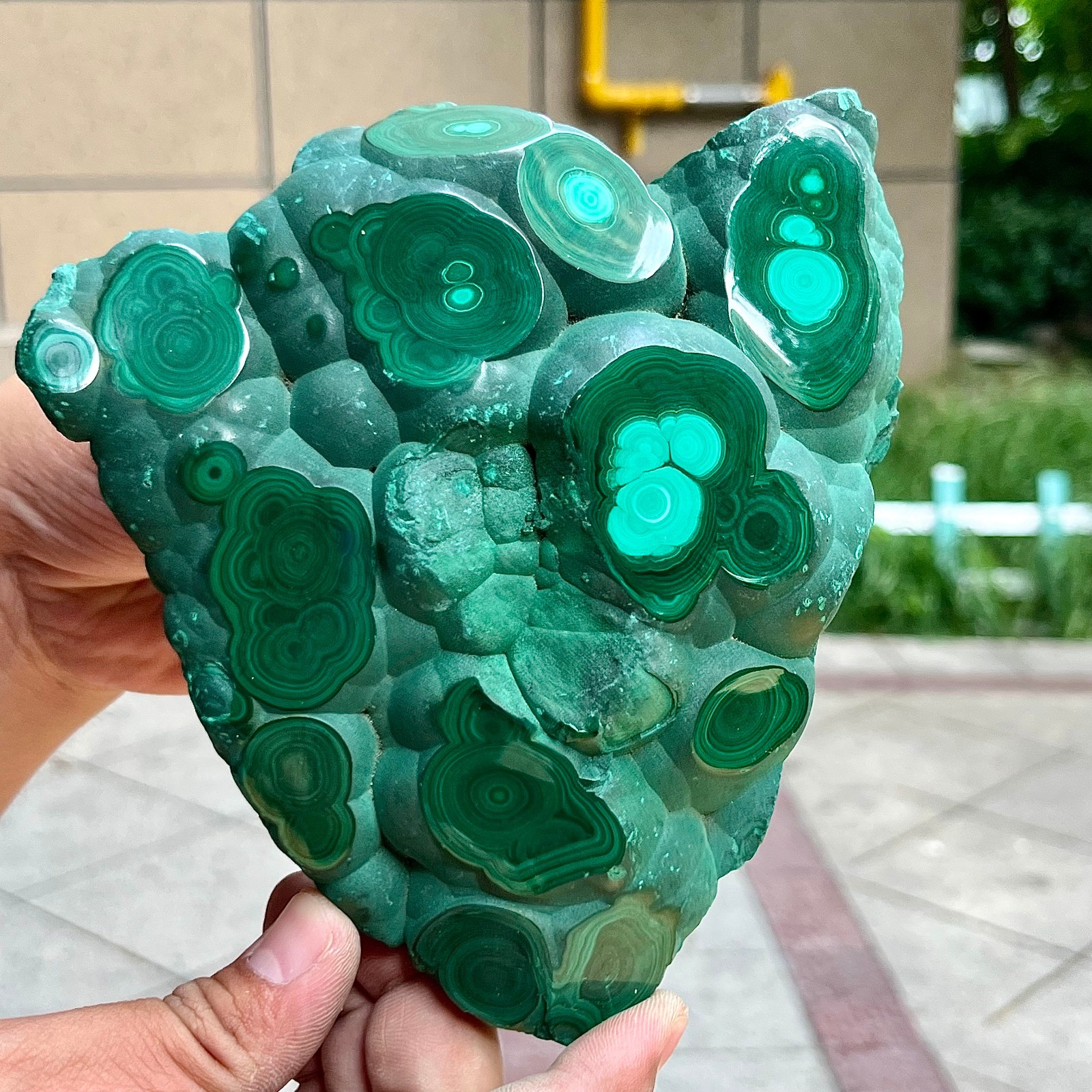 2.2 lb Eye Pattern Malachite Partially Polished Freeform Raw Back Specimen
