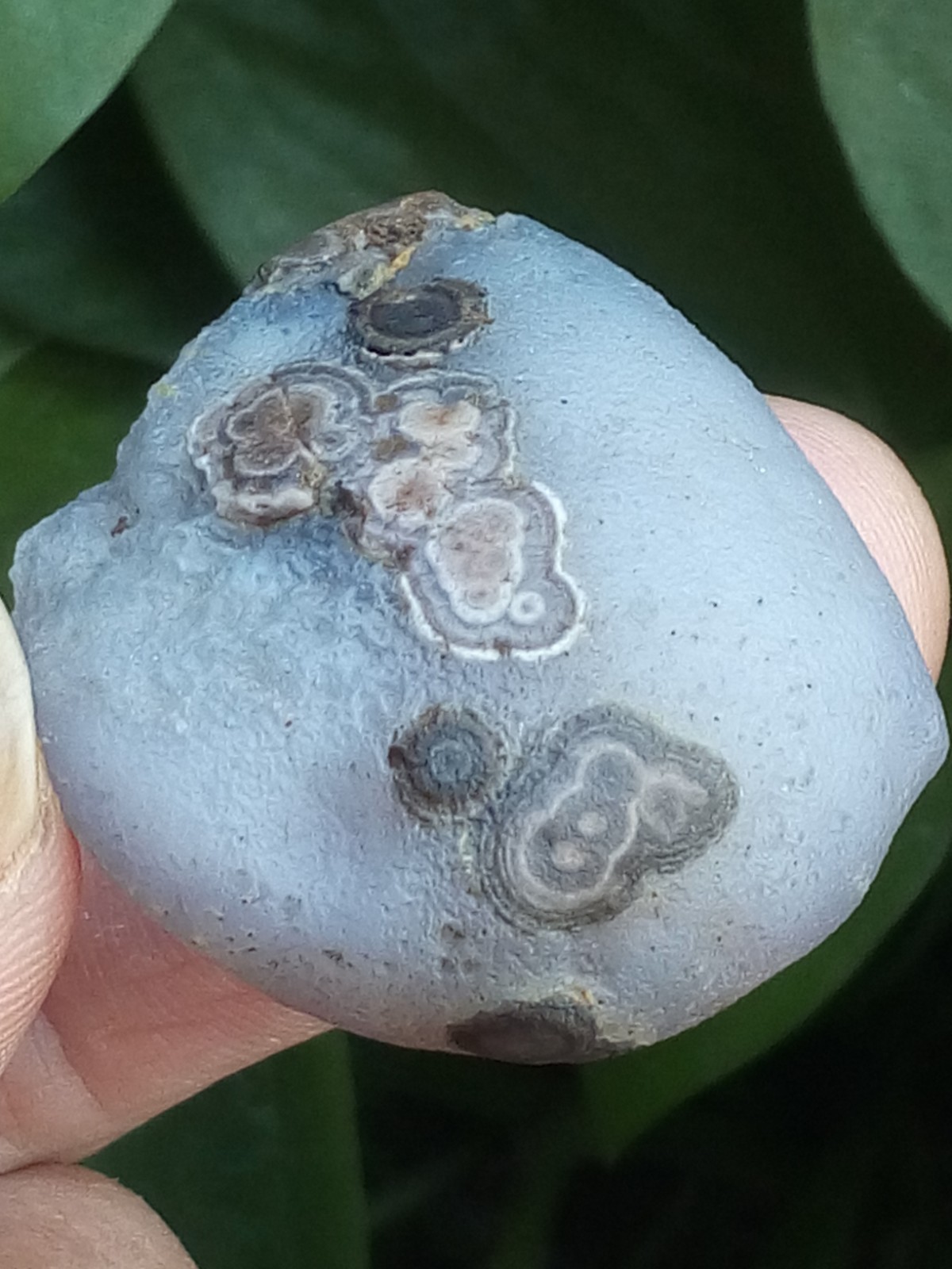 36mm Natural GoBi agate eye agate stone collection
