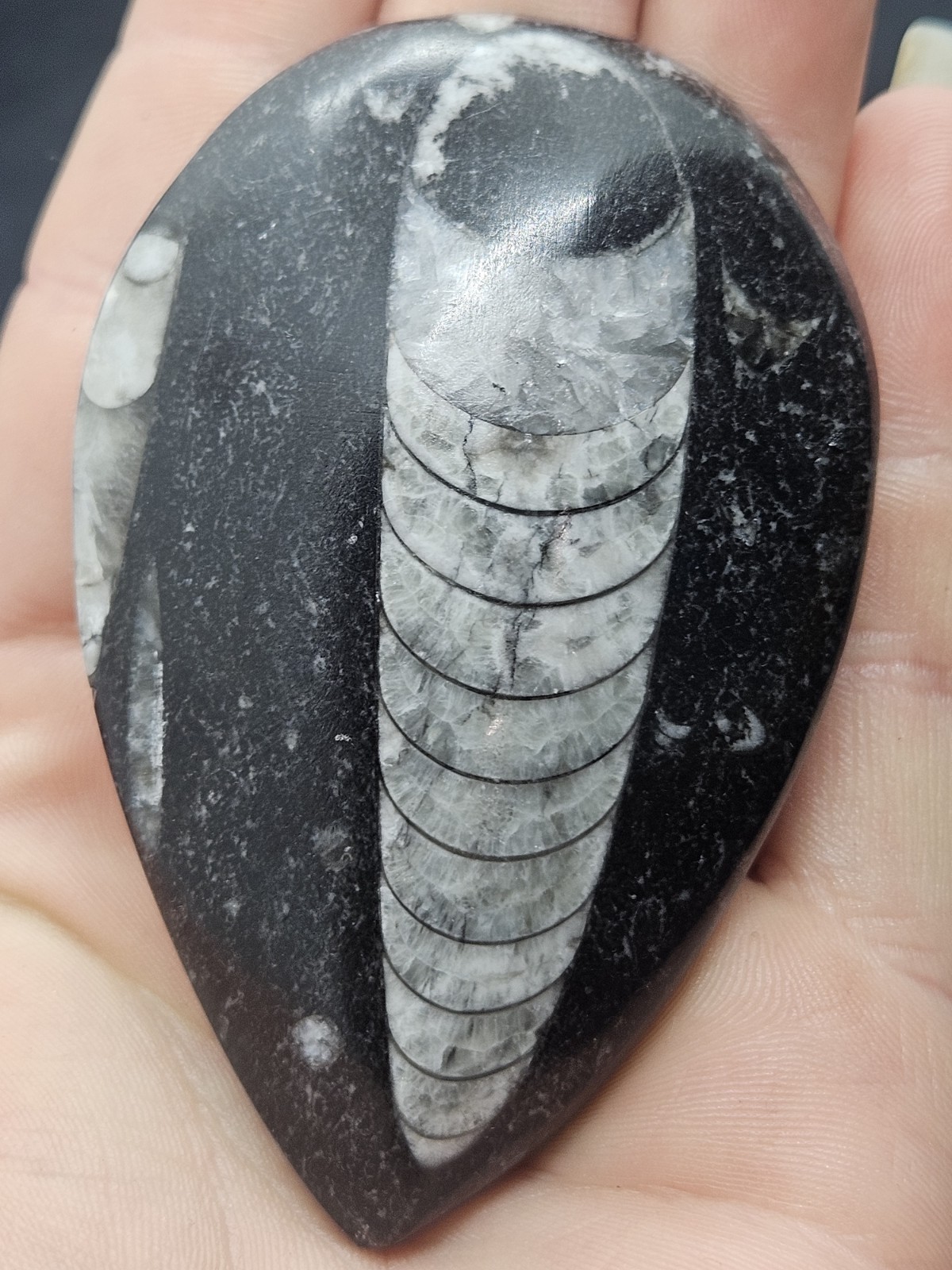 Polished Orthoceras Fossil Palm Stone – Morocco – Devonian Era Cephalopod