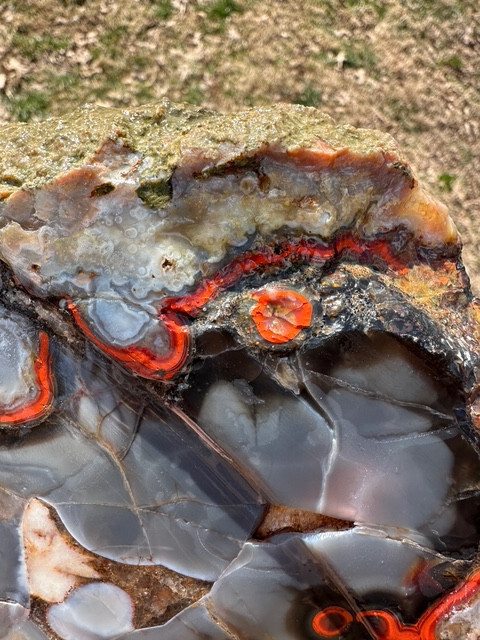 8 1/8”__Beautiful Imperial Kentucky Agate Slab from Estill County