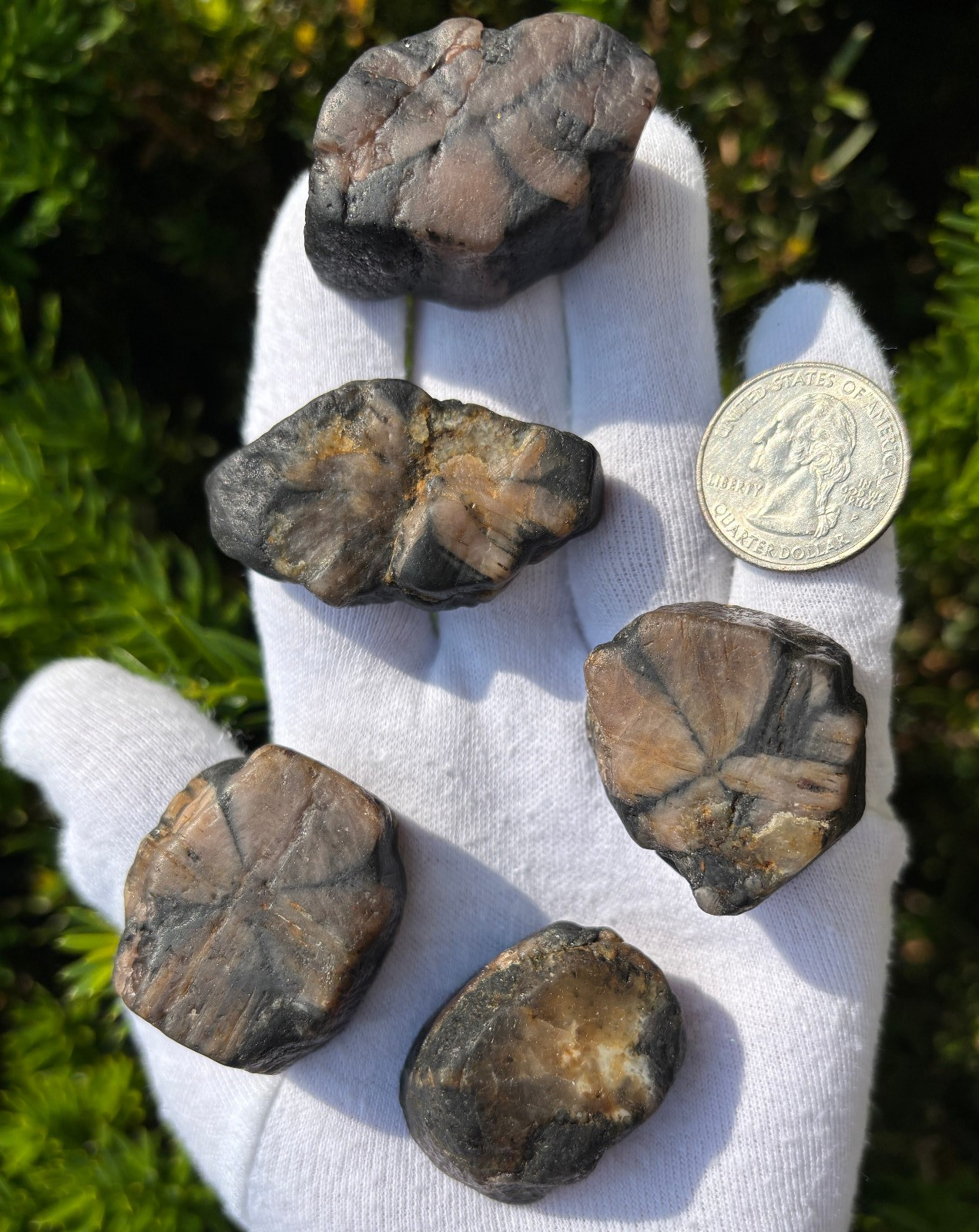 182g LOT THICK CUT CHIASTOLITE ANDALUSITE ROUGH LARGE-R SPECIMENS CROSS STONES