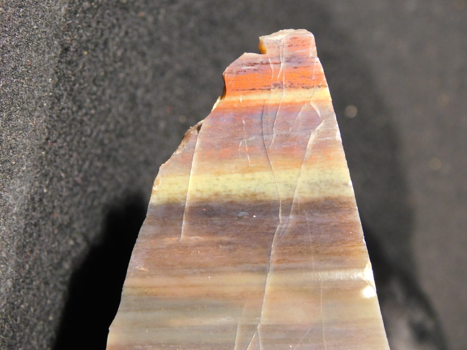 Larger 210 Million Year Old! Polished Petrified WOOD Fossil Slab Arizona 925gr