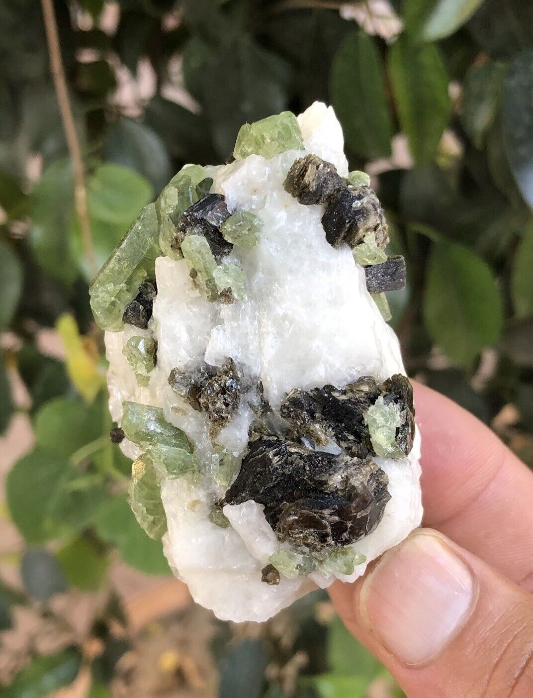 Natural rare green diopside crystals on white calcite with brown phlogopite