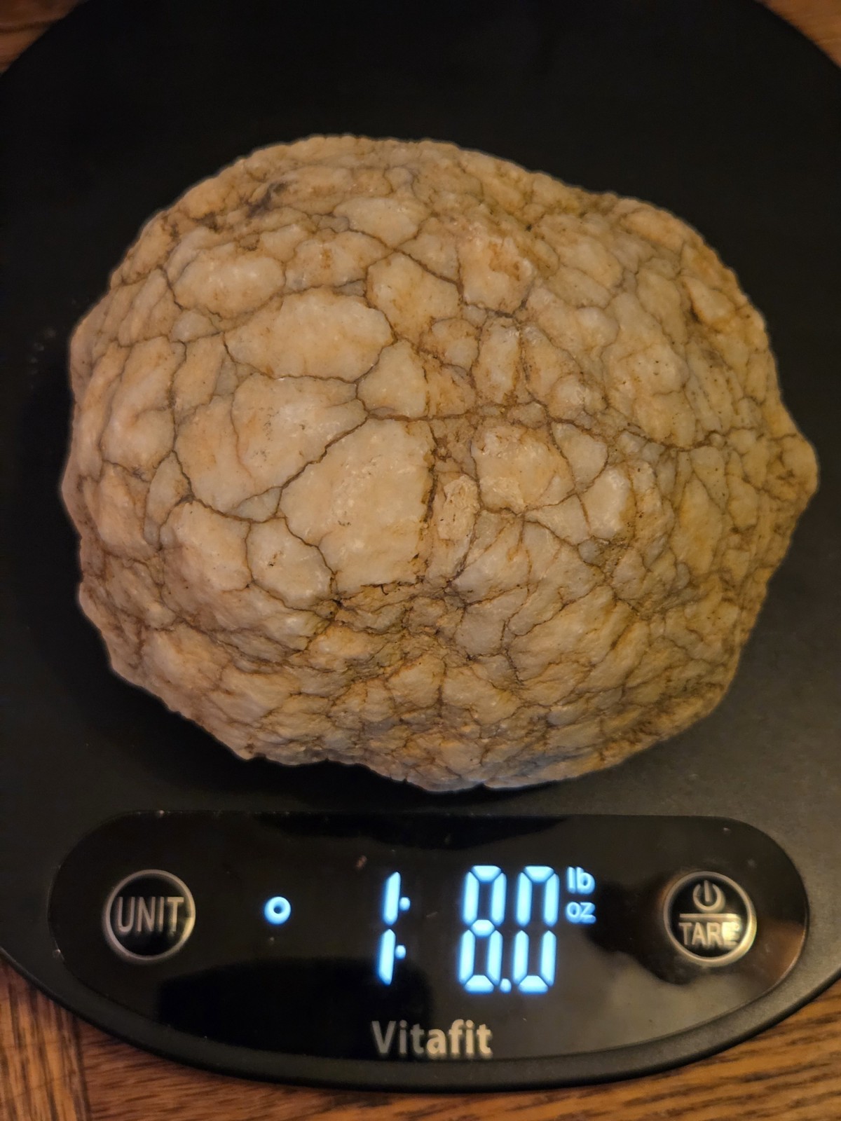 Indiana Limestone Concretion 1 8 lb | Natural Botryoidal Calcite Rockhound Find