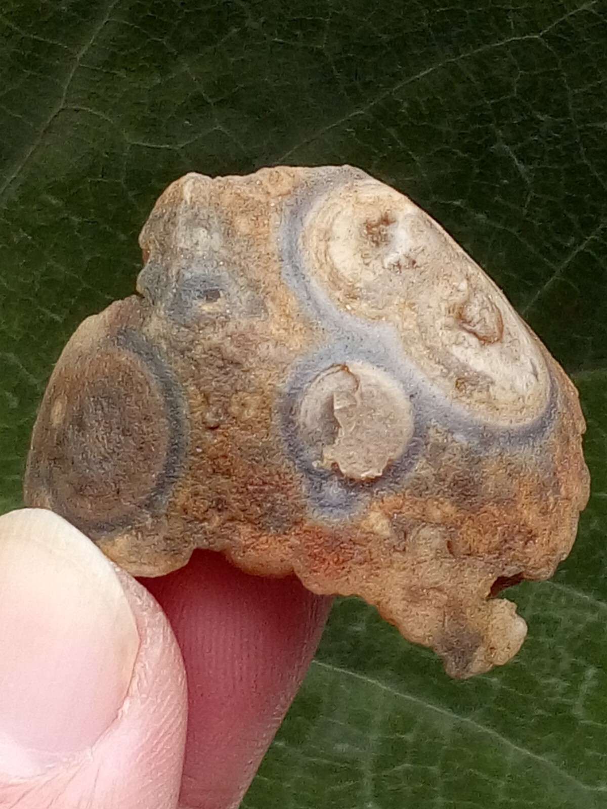 36mm Natural Gobi agate eye agate stone Suiseki-viewing collection china