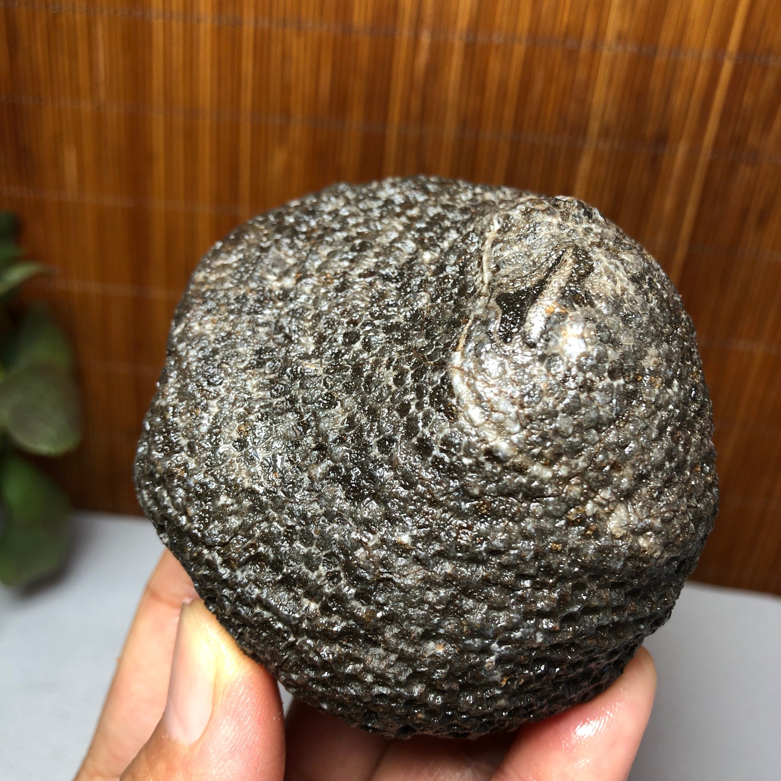 73mm Rare Rugose Coral Slab original Actinocyathus Morocco 291g AA9419