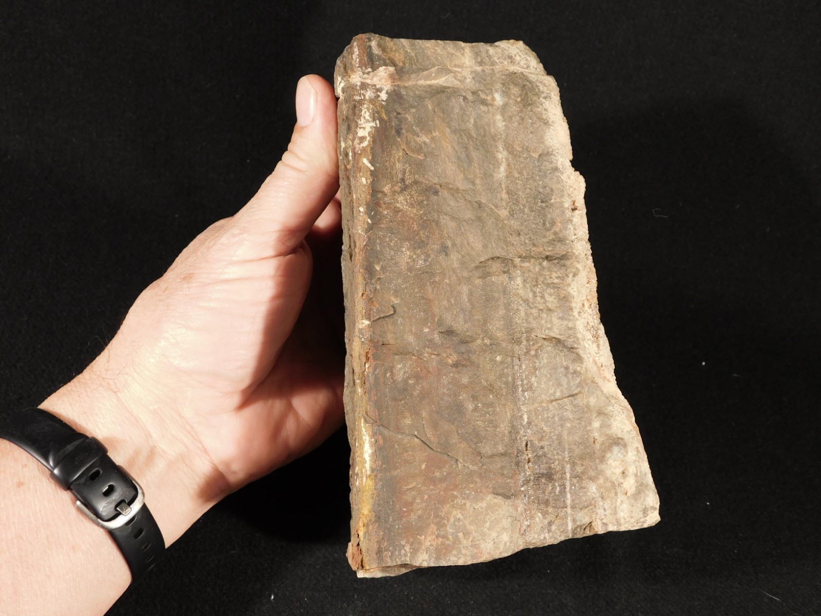 Larger! FERN PALM or CYCAD Fossil From Jurassic Utah! 100% Natural 2030gr