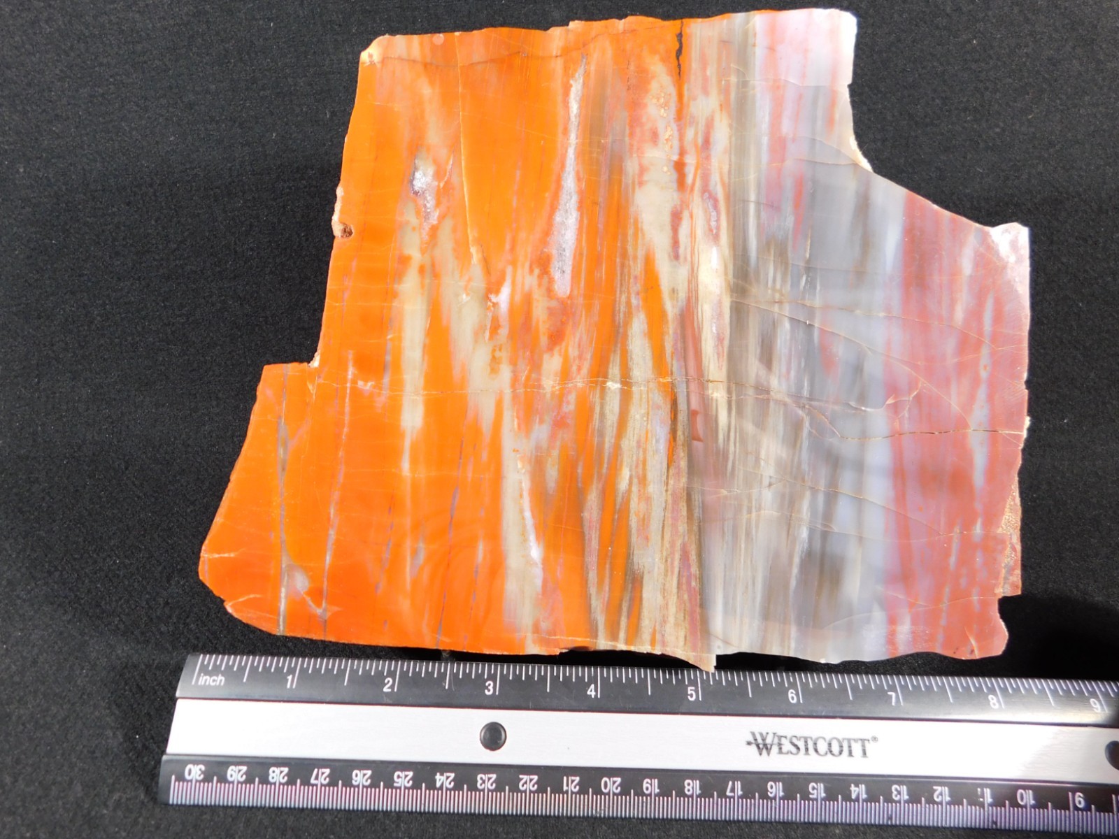 Big! Colorful Polished Petrified WOOD RAINBOW Fossil Slab Arizona 1393gr