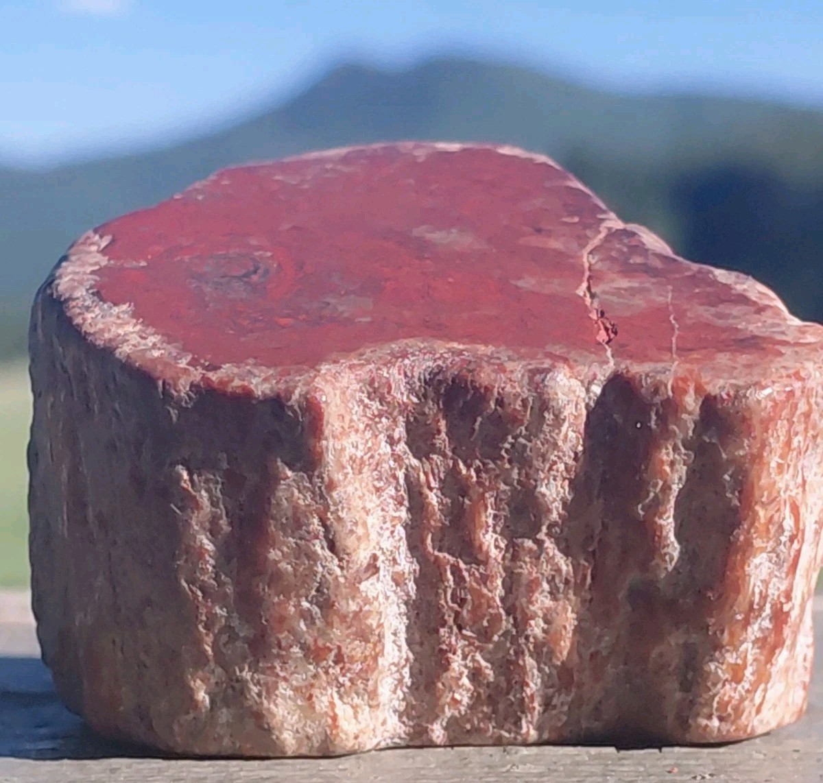 Polished Petrified Arizona Rainbow Wood Full Round Limb Tower Stands 2 Ways Red