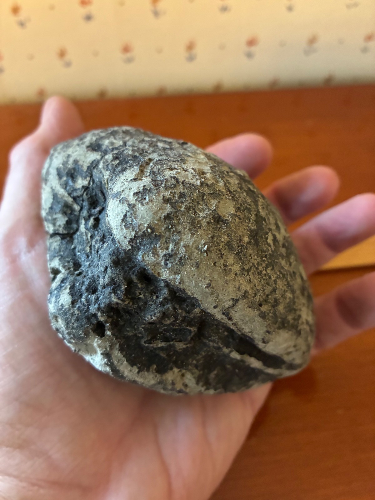 Giant Fossilized Clam Venice Beach Florida Scuba Dive Find 1-1/2 Pounds Fossil