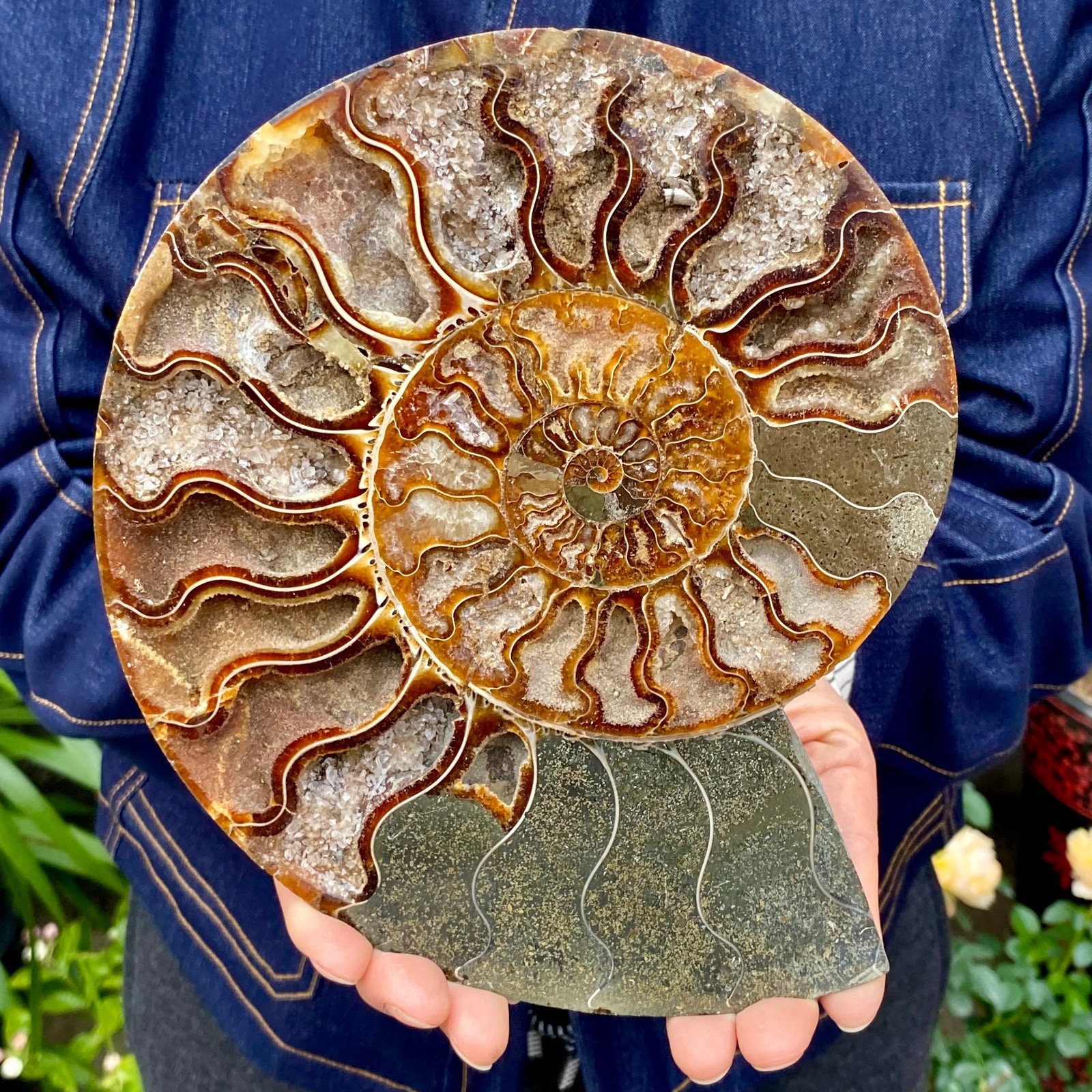 1.77LB Natural agate fossil snail shaped convex round gemstone