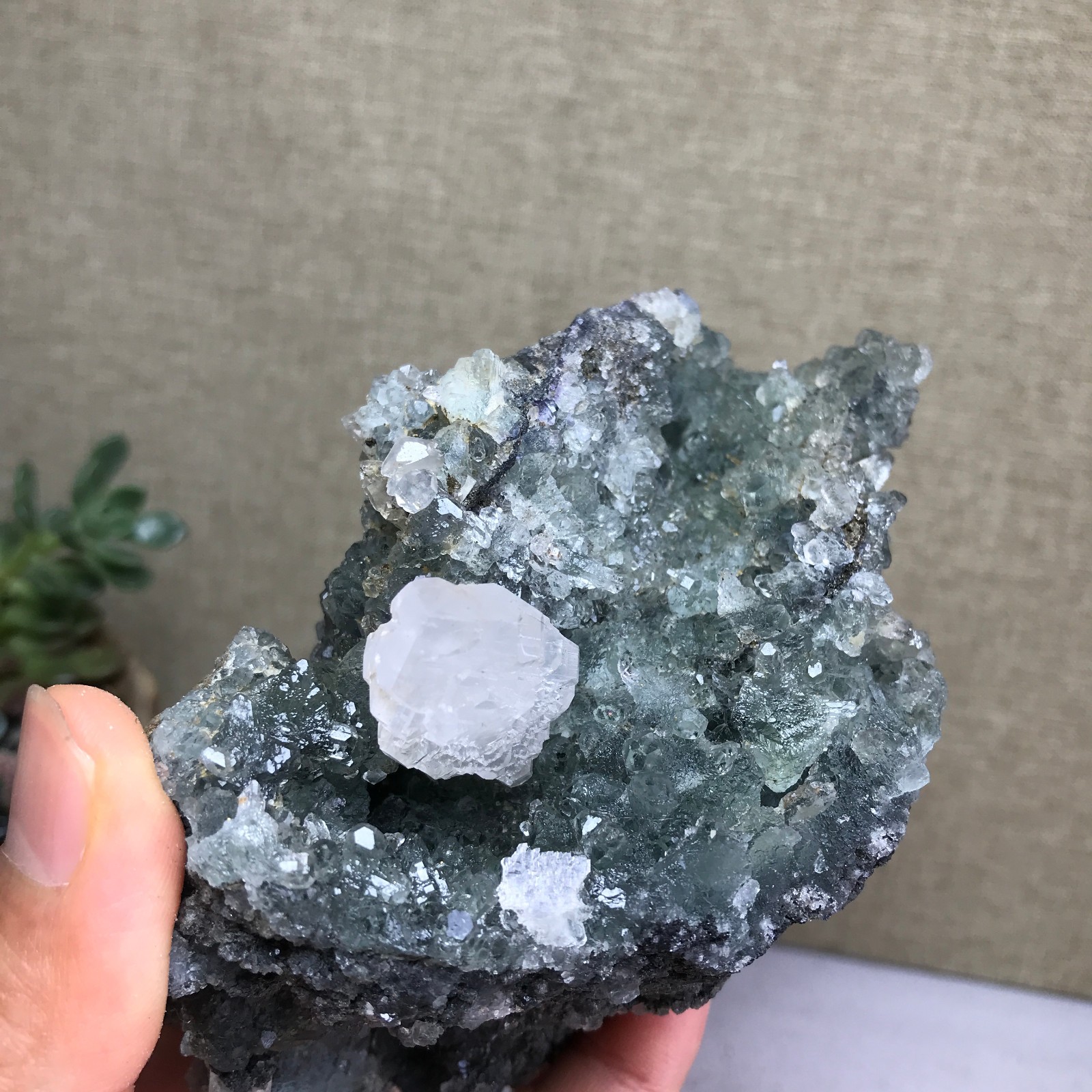 476g NATURAL Green Cubic FLUORITE paragenesis Crystal Cluster Specimen A4780