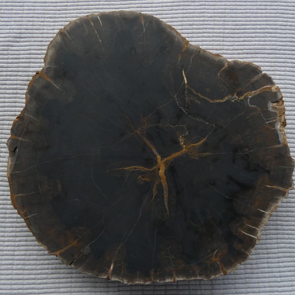 RimRock: 1.90 Lbs Polished NEW MEXICO PETRIFIED WOOD Rough Full Round