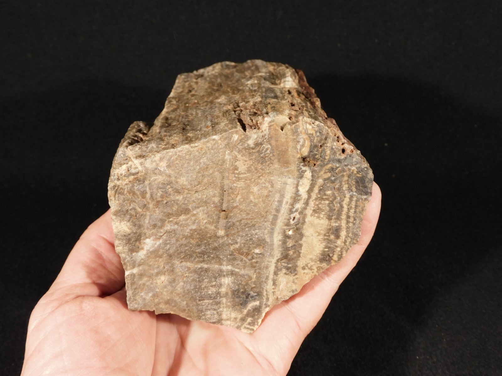 Well Defined BARK! Big 100% Natural Petrified Wood Fossil Jurassic Utah 1740gr
