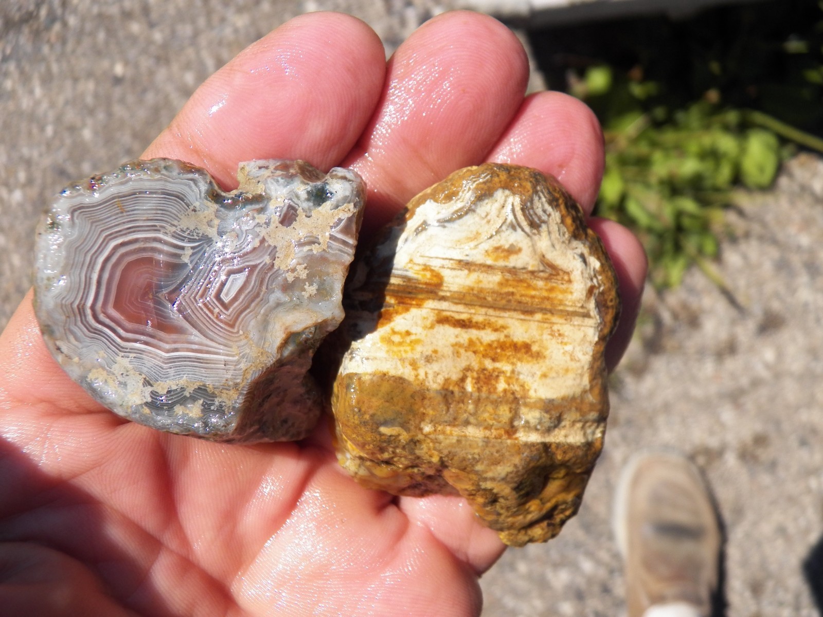 2 piece East Timor and Sumatra agate rough endcut specimens nice