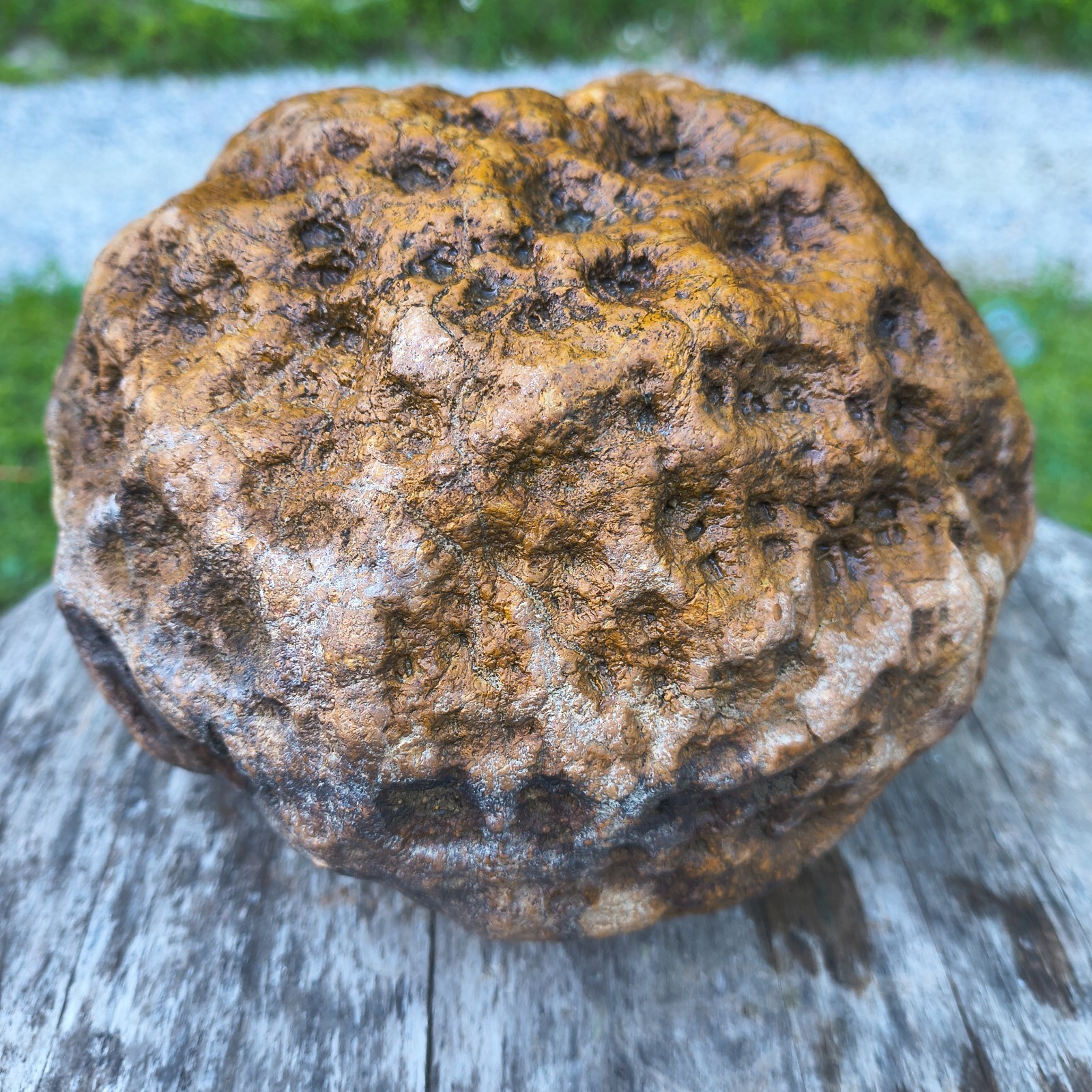 10.07b Kentucky Geode Unopened Natural Crystal Geode + Bonus