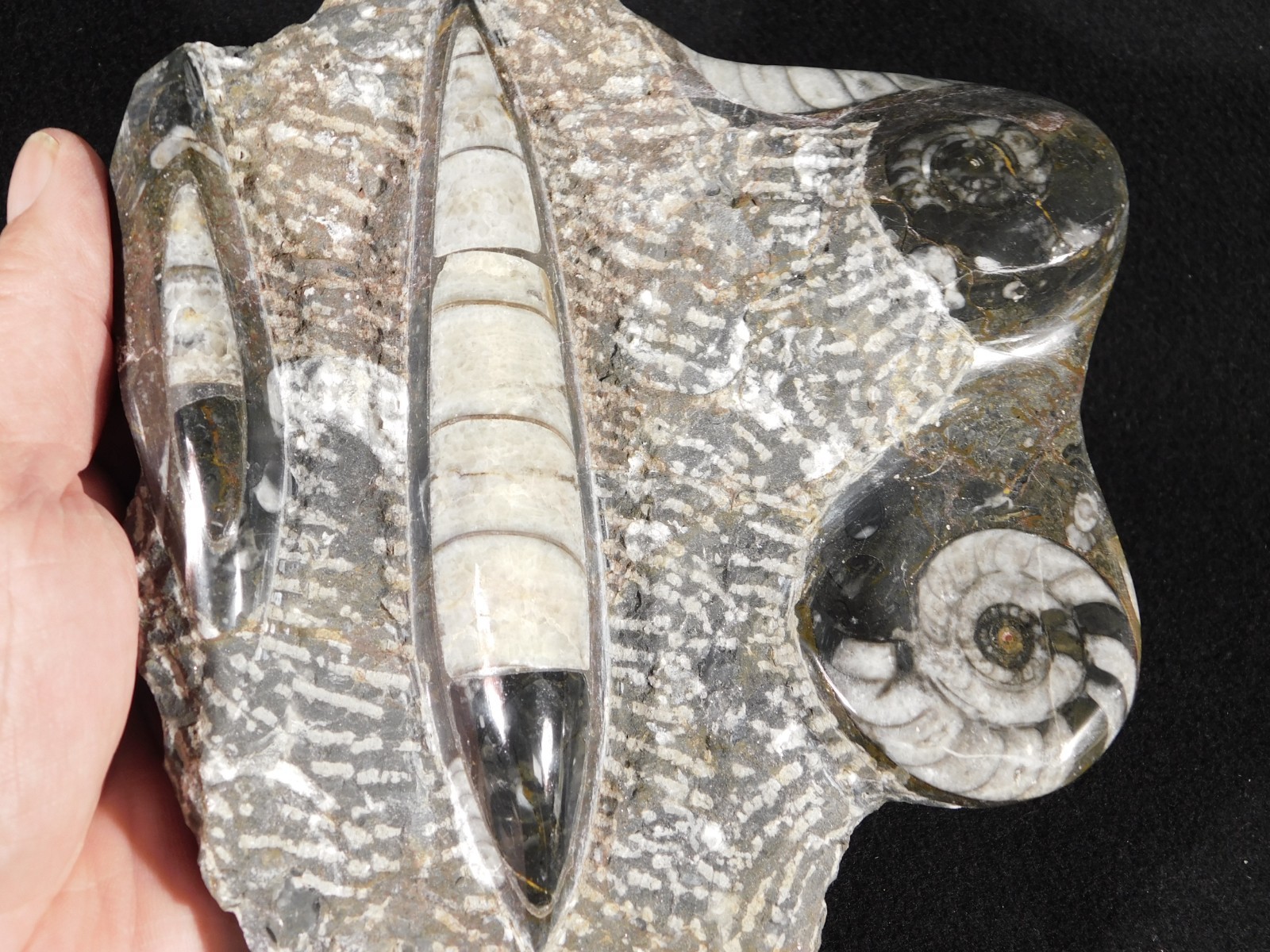 TWO! FREE Standing Polished Goniatites and TWO Orthoceras Fossils Morocco 1121gr