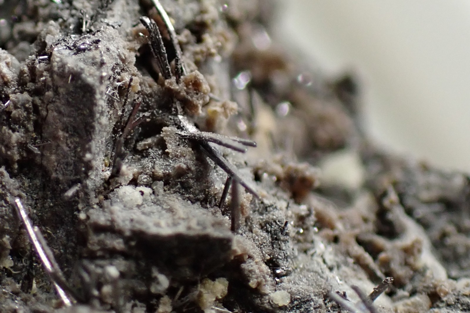 SELENIUM * CRYSTALS ON MATRIX * VERY RARE !!! Radvanice, CZECH REPUBLIC